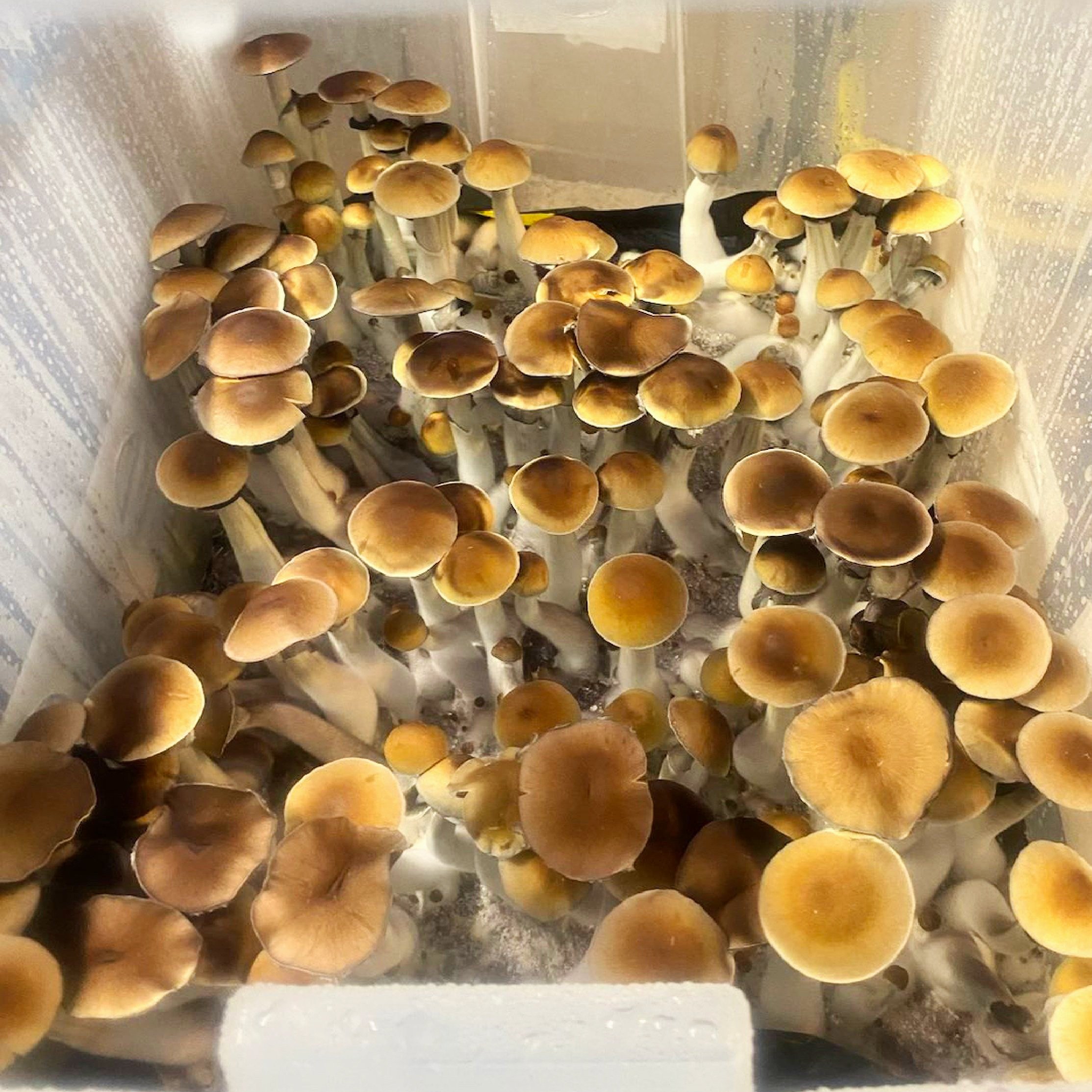 OklahomaWild.jpg