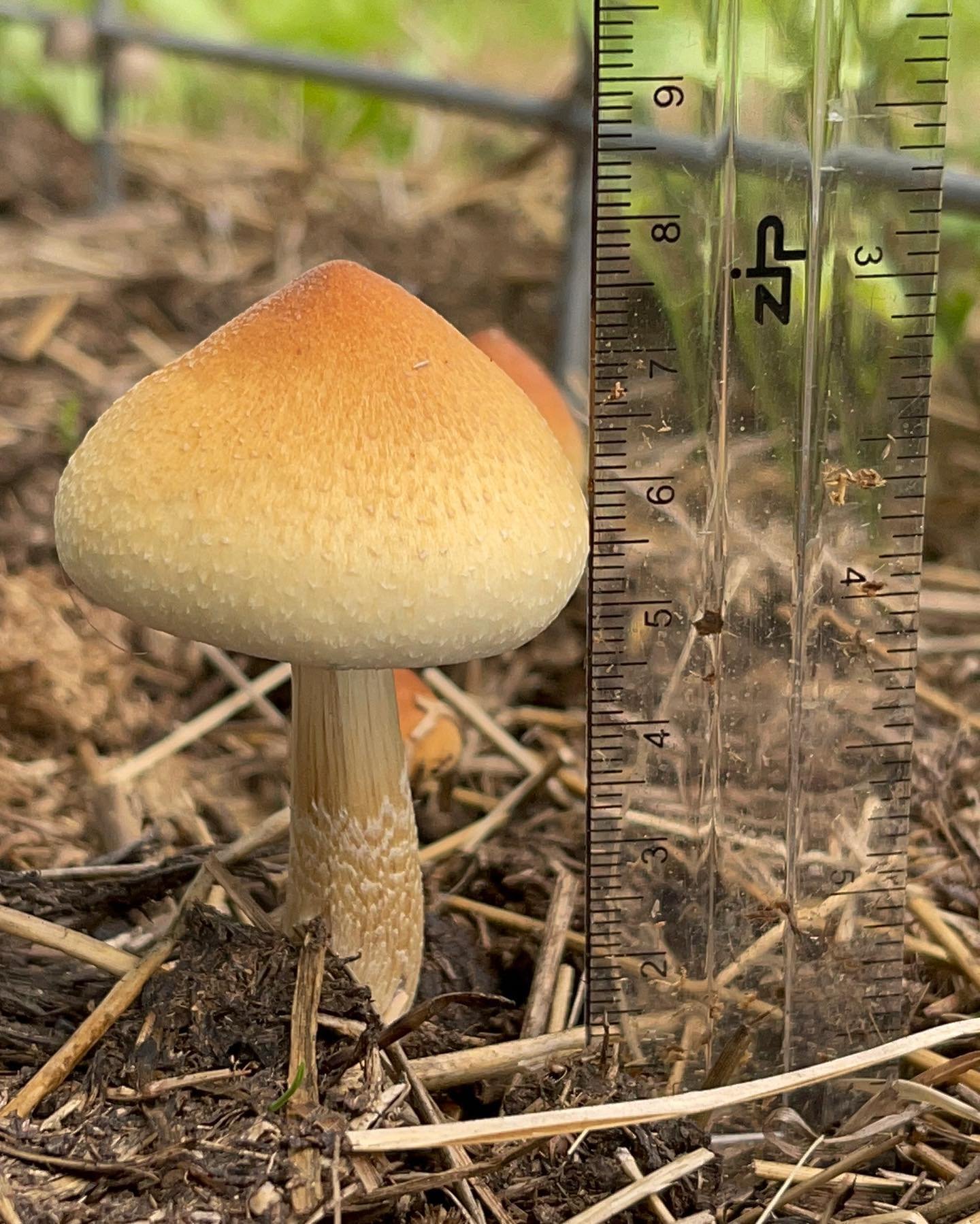 Oklahoma Wild Mushroom Genetics