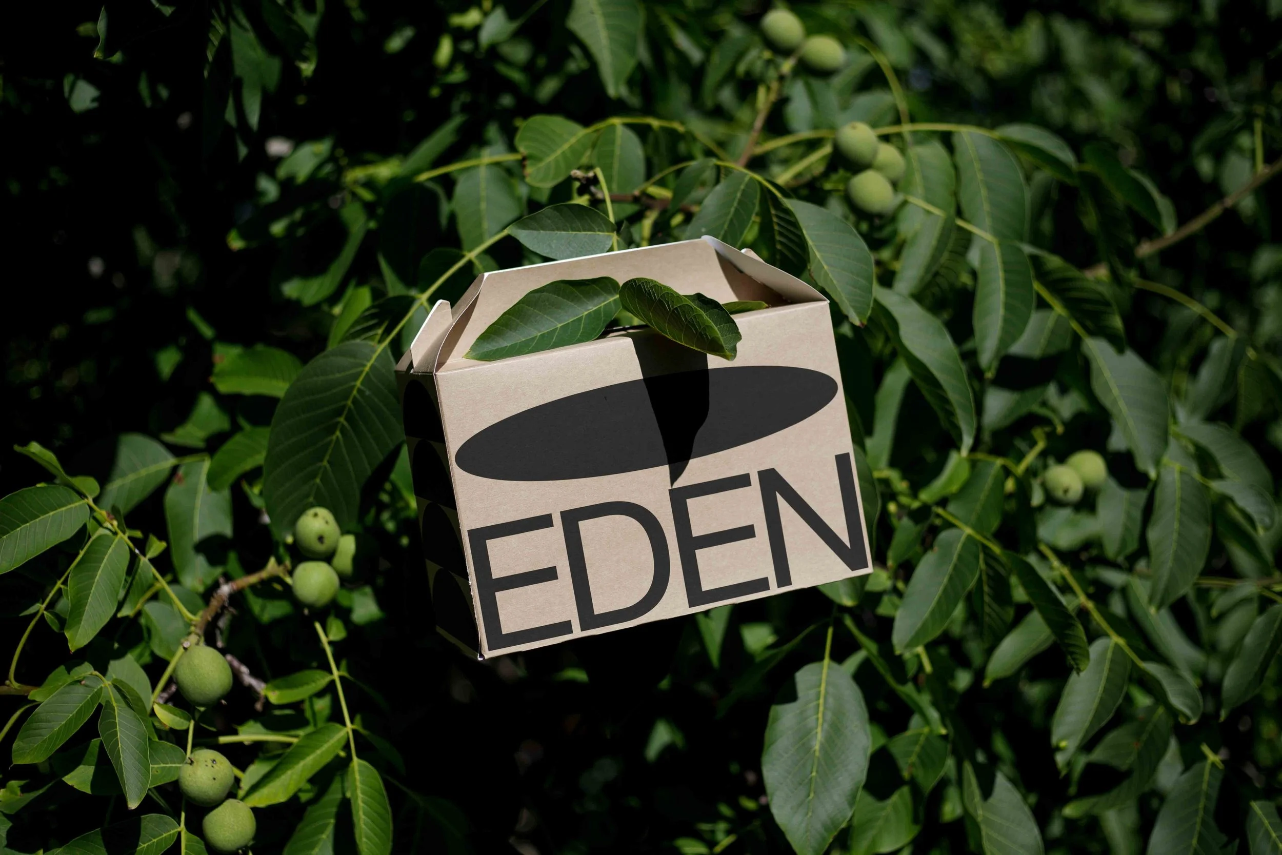 ARKIVAL_EDEN_LARGE_ECOBOX_01.jpg