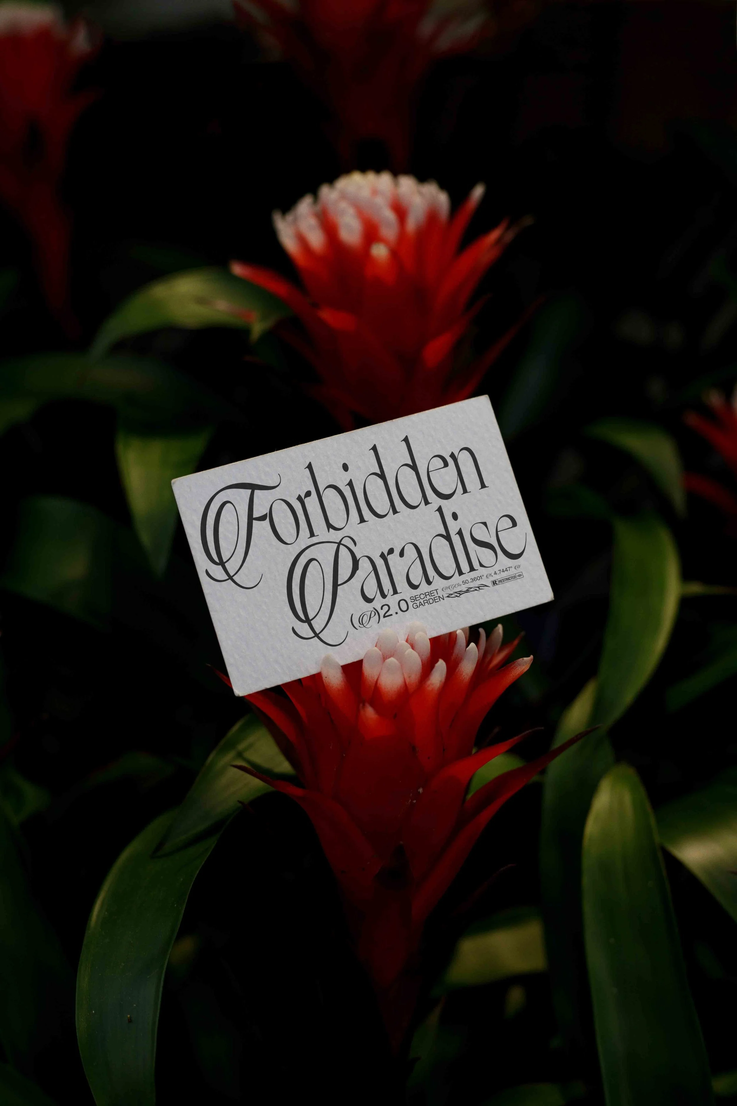 ARKIVAL_EDEN_02_BUSINESSCARD_06.jpg