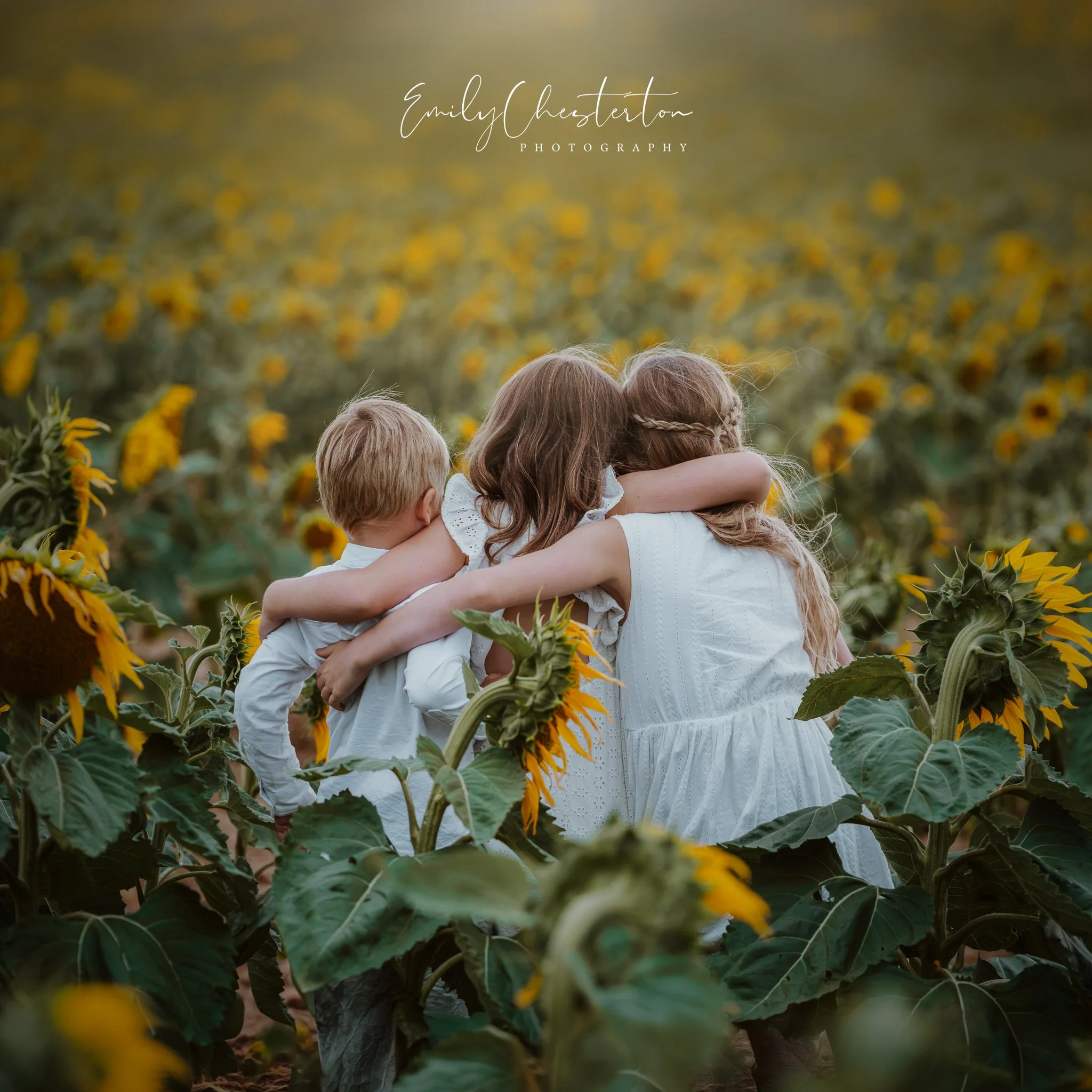 sunflowers-8.jpg