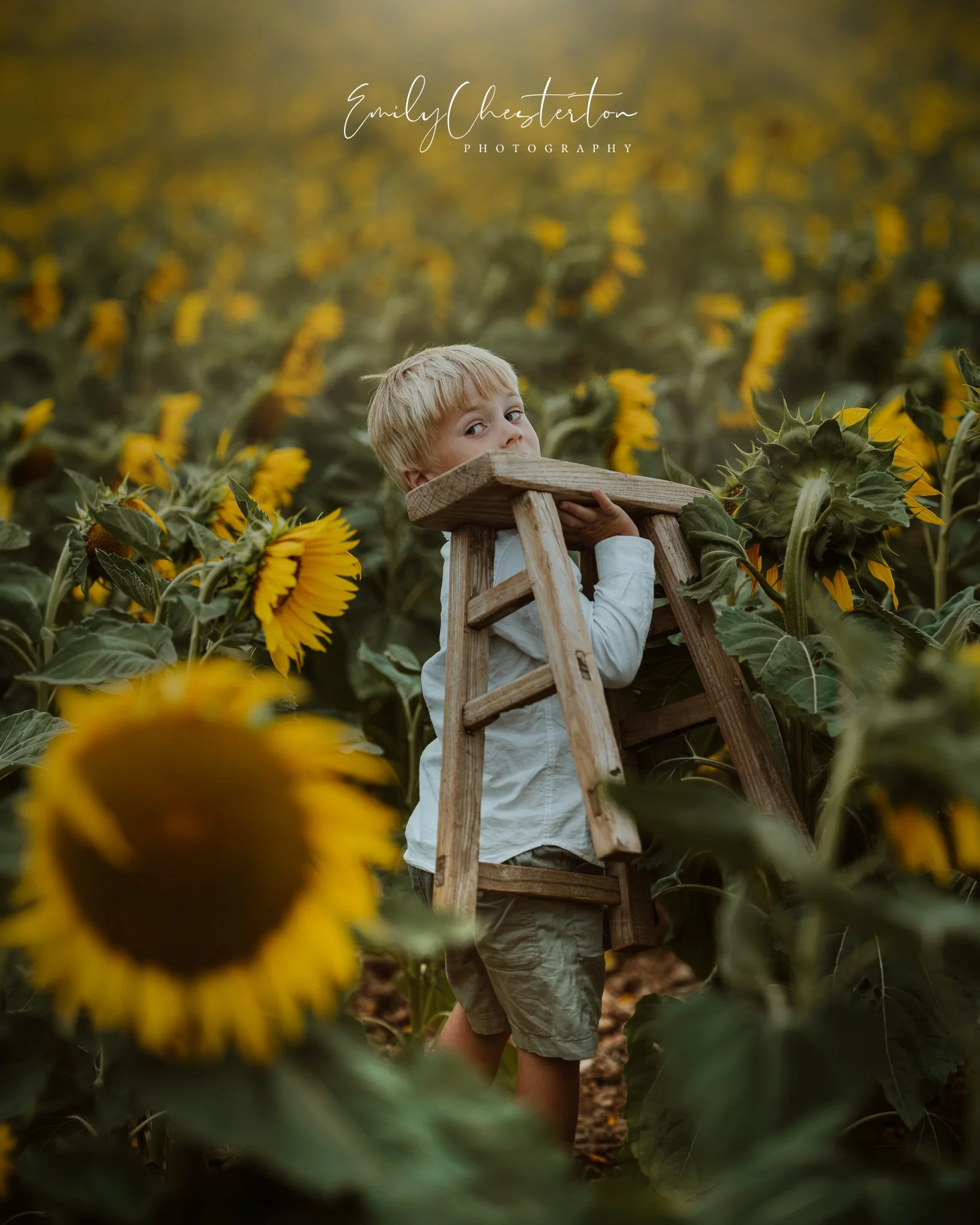 sunflowers-6.jpg