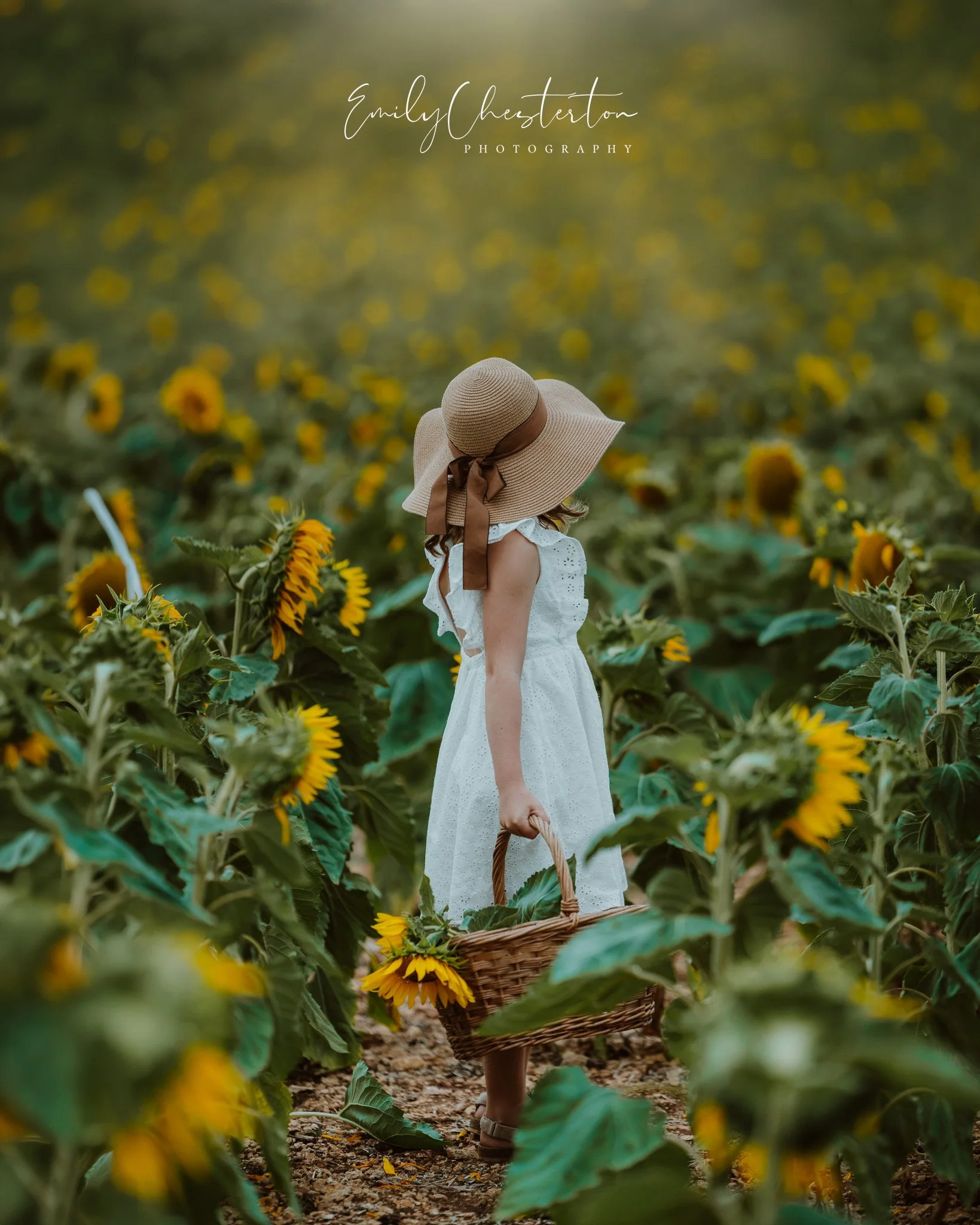 sunflowers-12.jpg