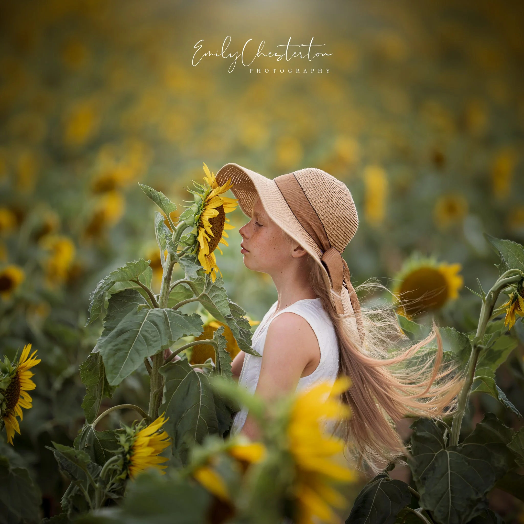 sunflowers-2.jpg