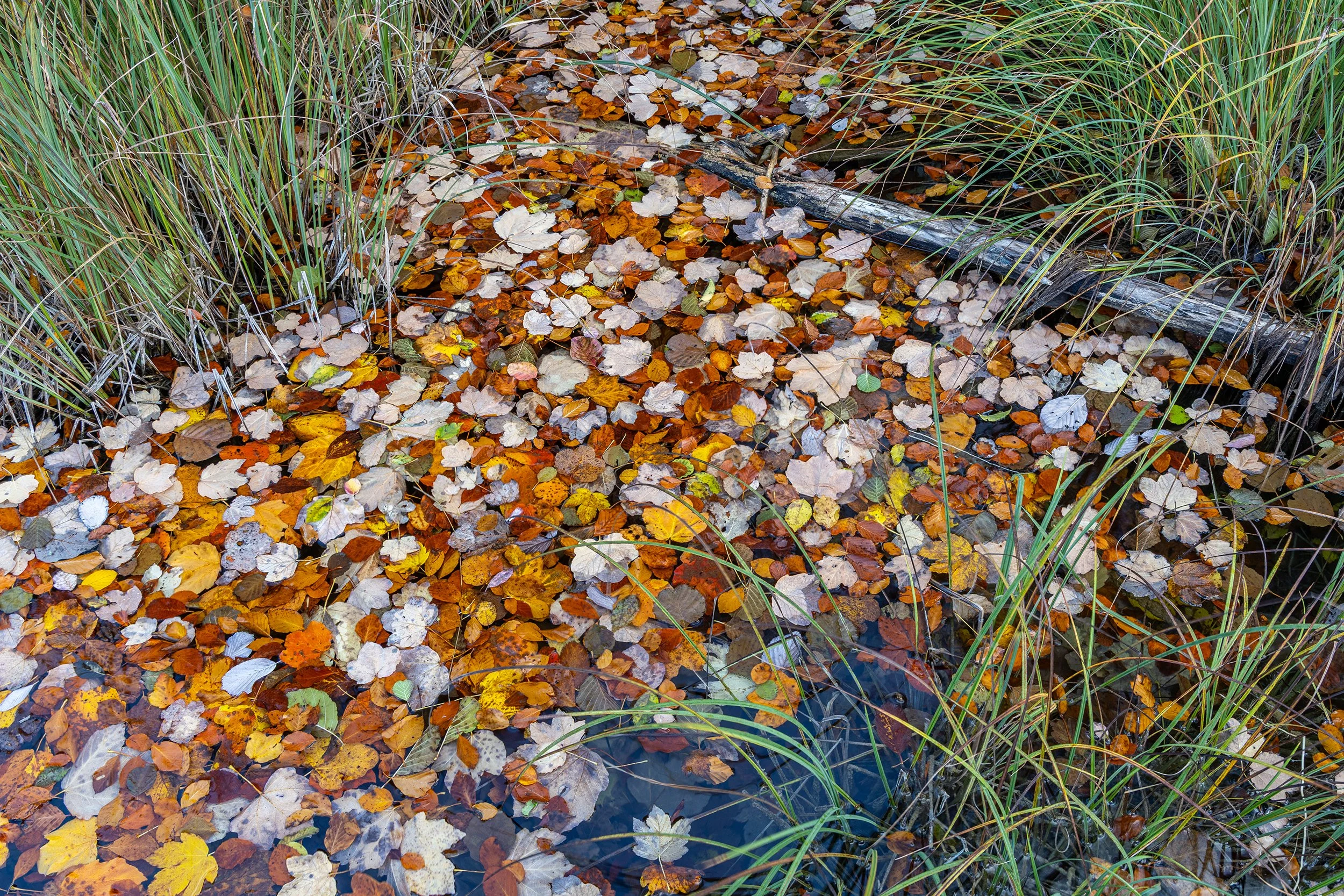 Kroatië_Plitvice_detail bladeren_low.jpg