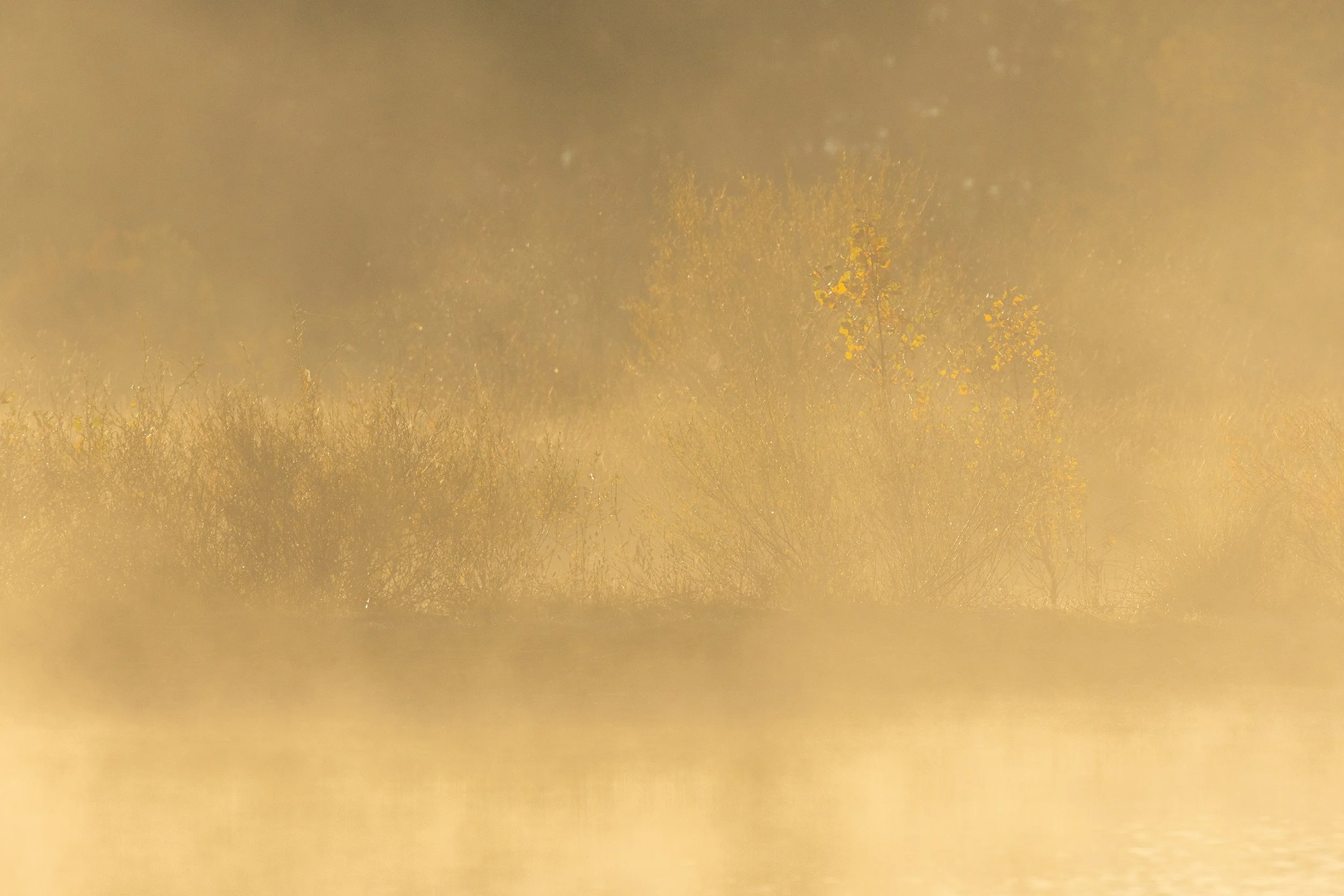 Slovenië_mist detail boompje_Lake Cerknica_low.jpg