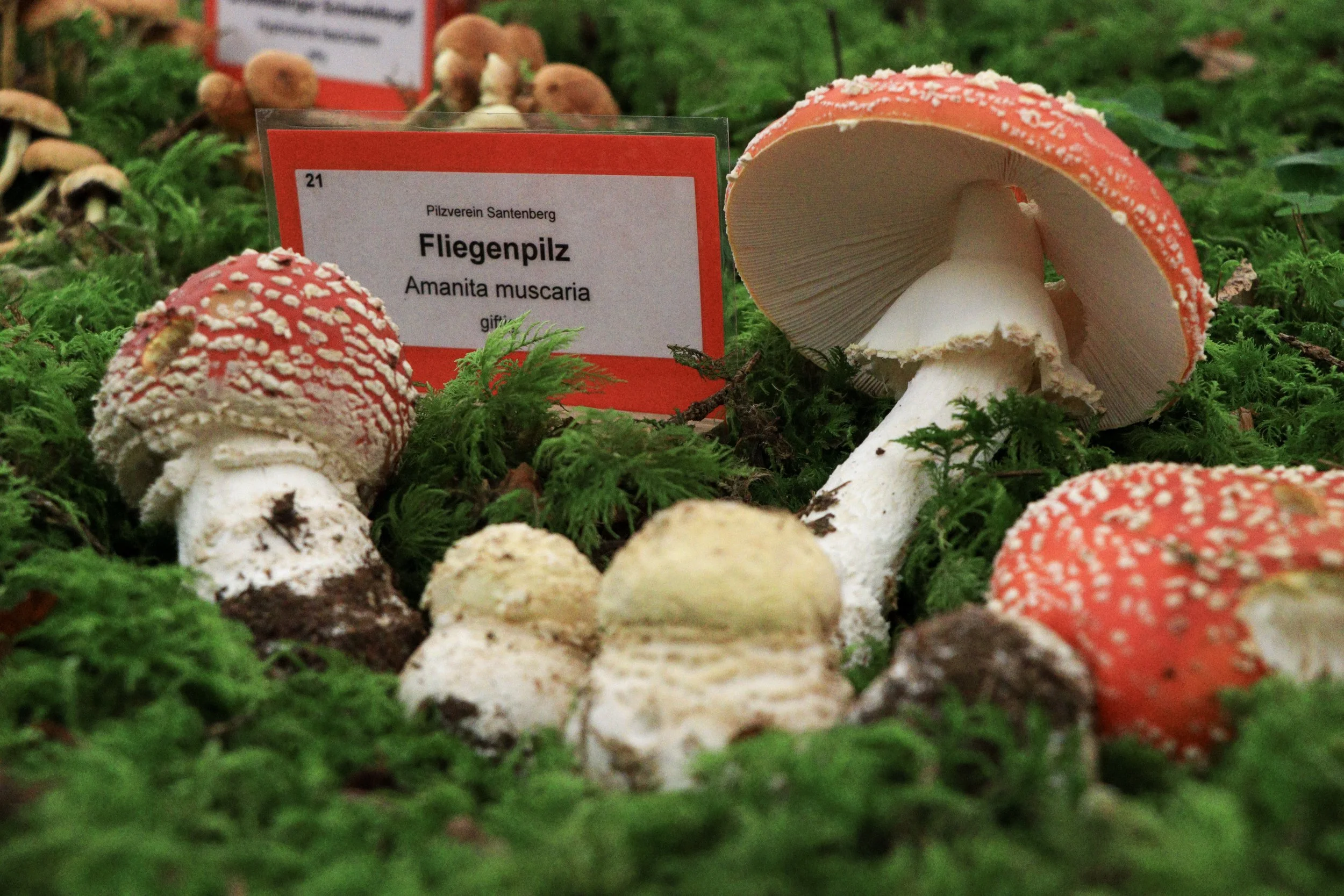 Pilzausstellung