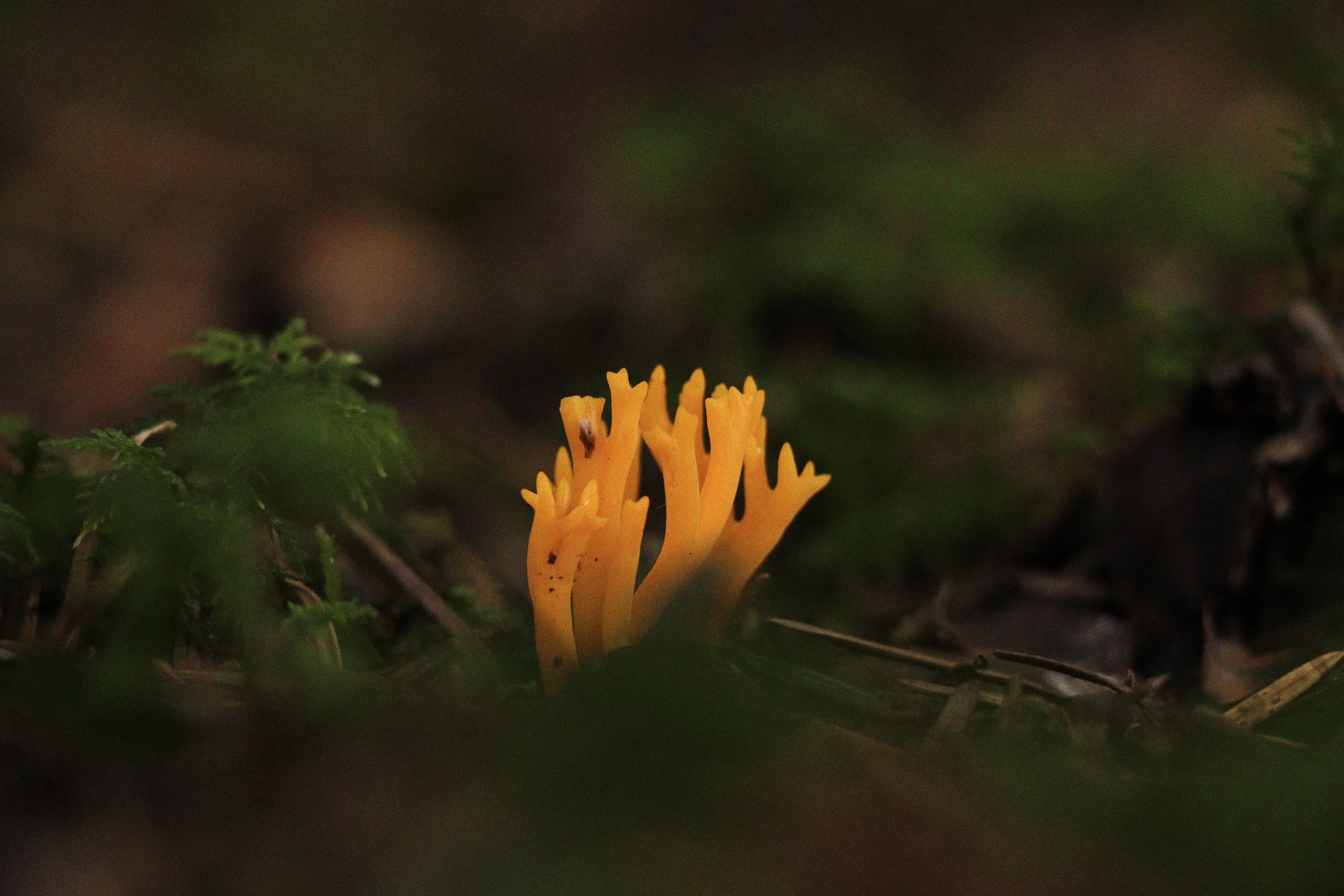 klebriger Hörnling Wald.JPG