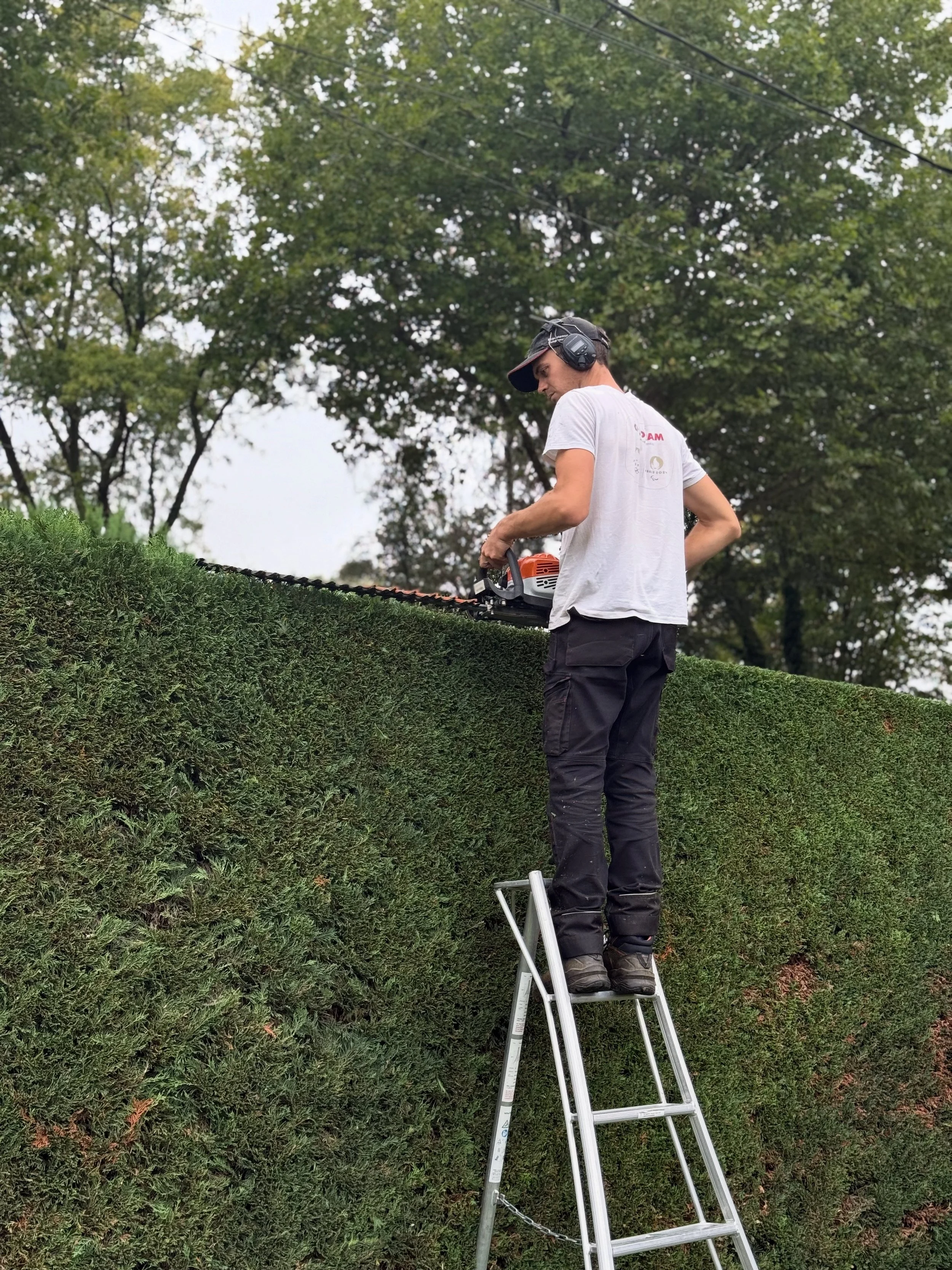 Homme taillant une haie végétale avec une tronçonneuse, portant un casque antibruit, debout sur une échelle, dans un environnement extérieur avec des arbres en arrière-plan.