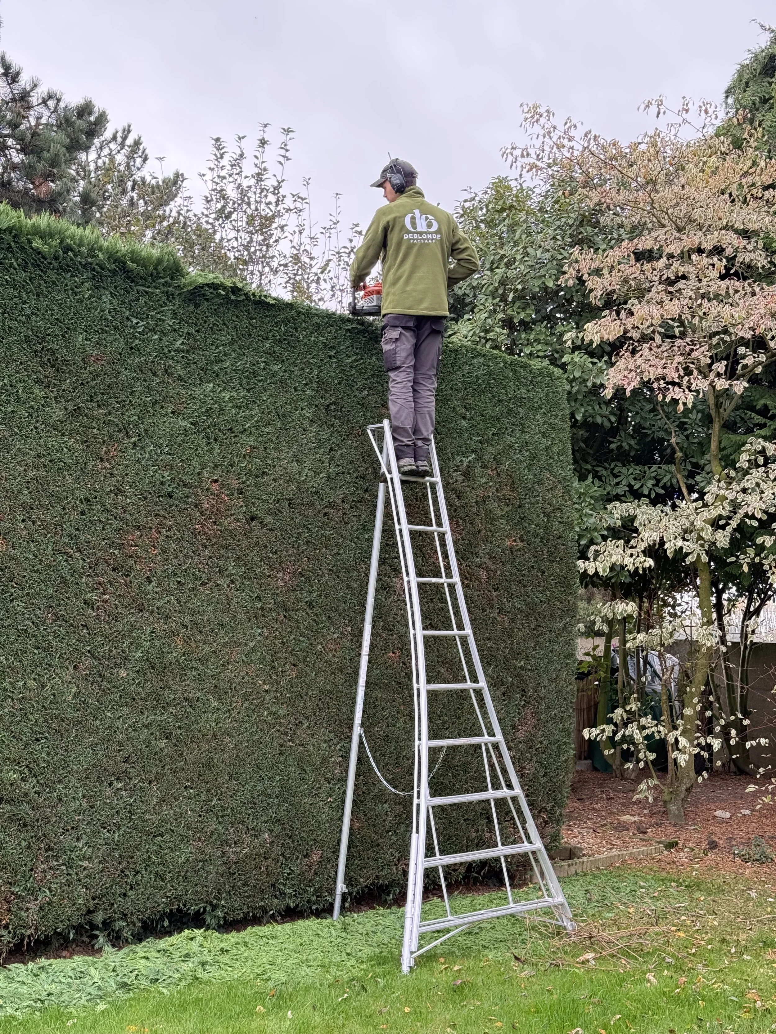 Une personne utilisant une échelle en aluminium pour tailler une haie dans un jardin.