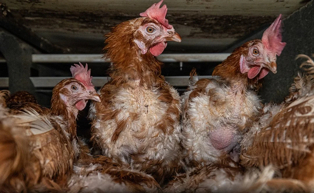 ICARE submission to the European Commission public consultation on modernising EU on-farm animal welfare legislation