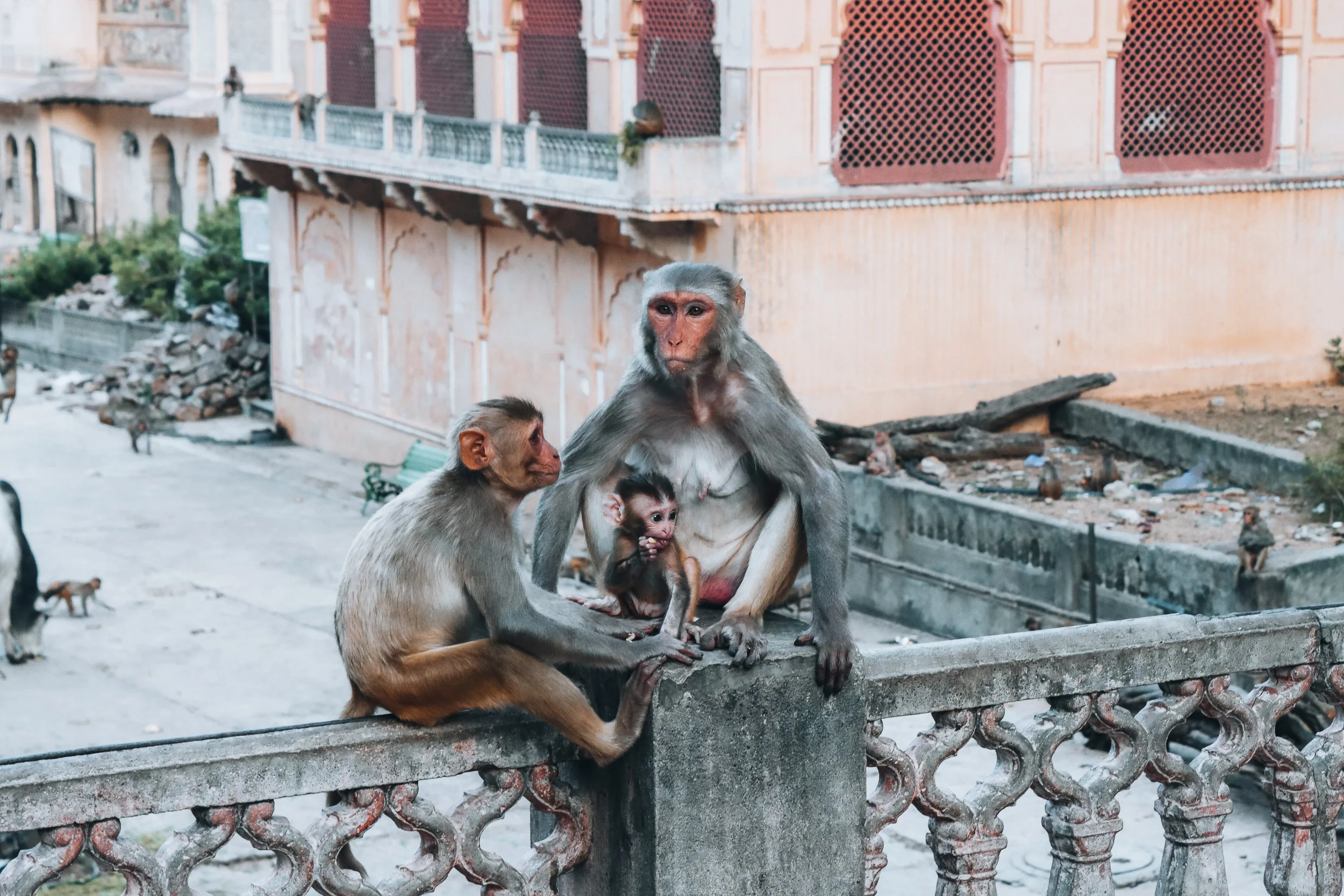 Hanuman Temple, Jaipur, Rajasthan / 2022