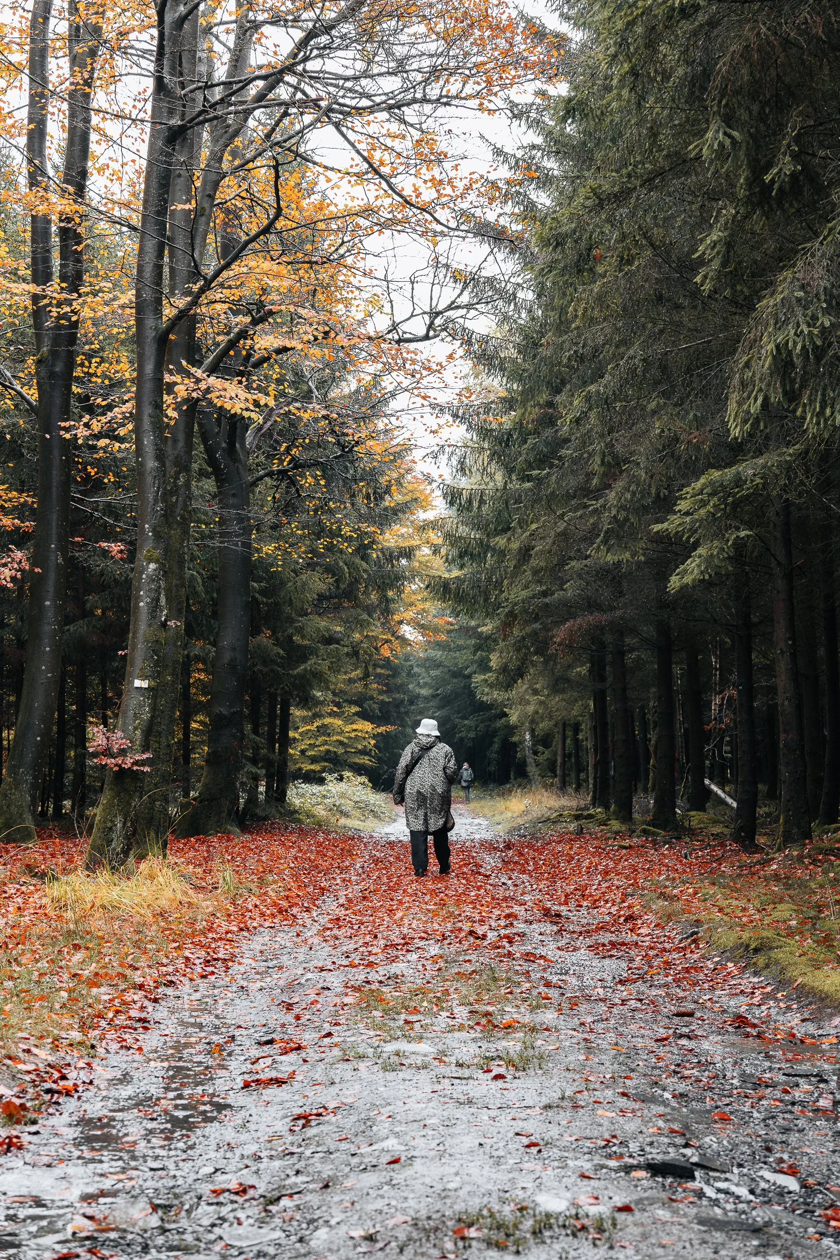 The golden inbetween, Vielsalm / 2025.