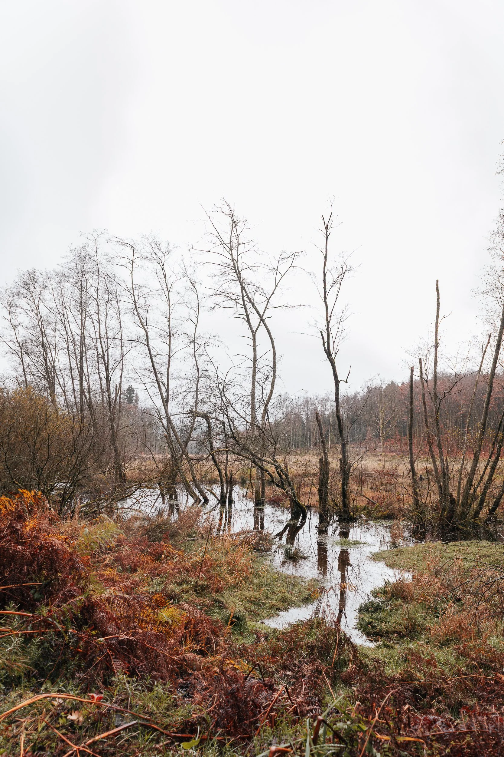 Swamp state, Vielsalm / 2025