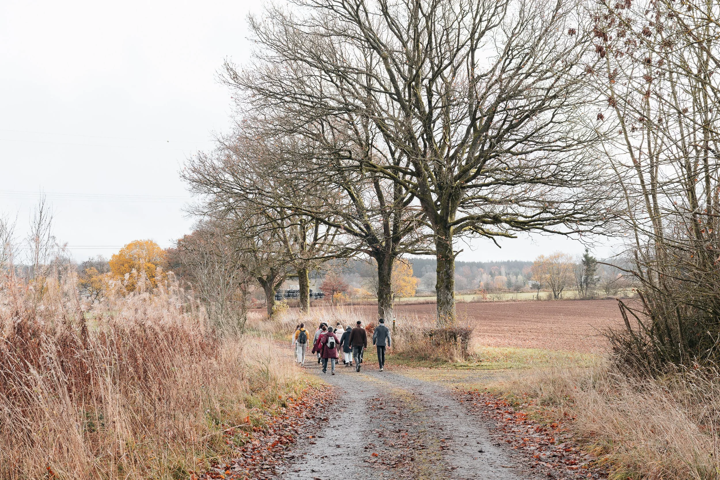 Family trees, Vielsalm / 2025