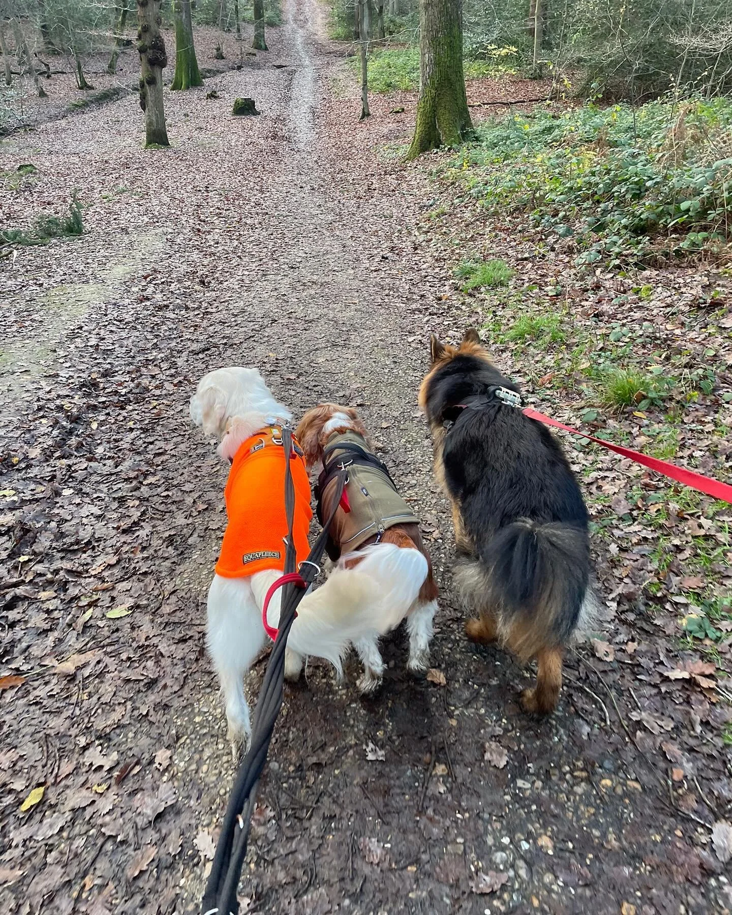 Twos company, threes pawesome 🐾🐾🐾