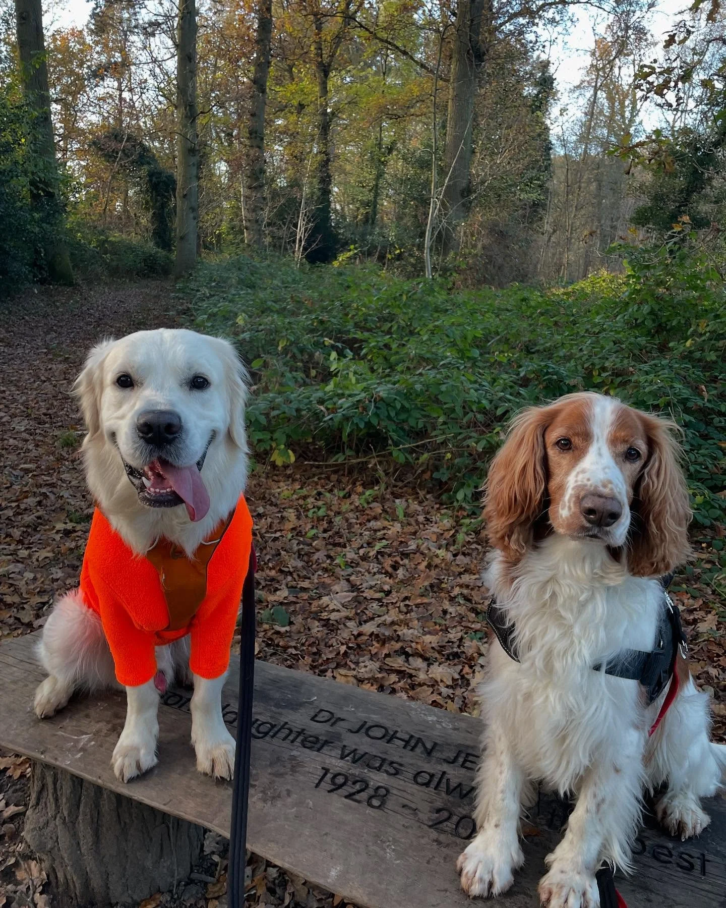 These two handsome boys had fun rustling in the leaves 🍂