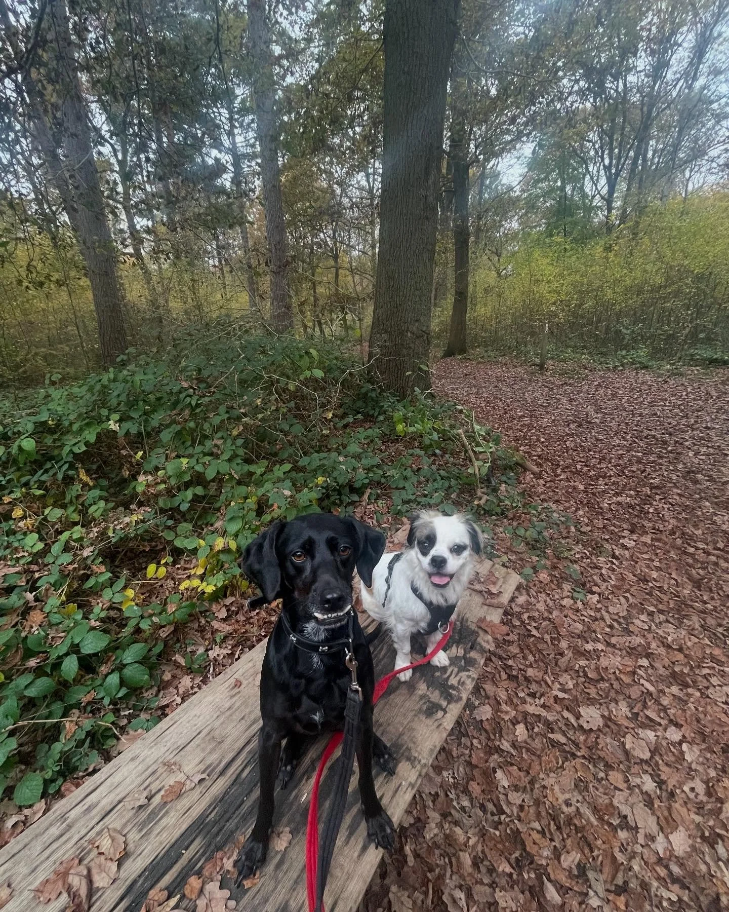 Lots of fun chasing squirrels with Martha &amp; Maisie 🐿️💗