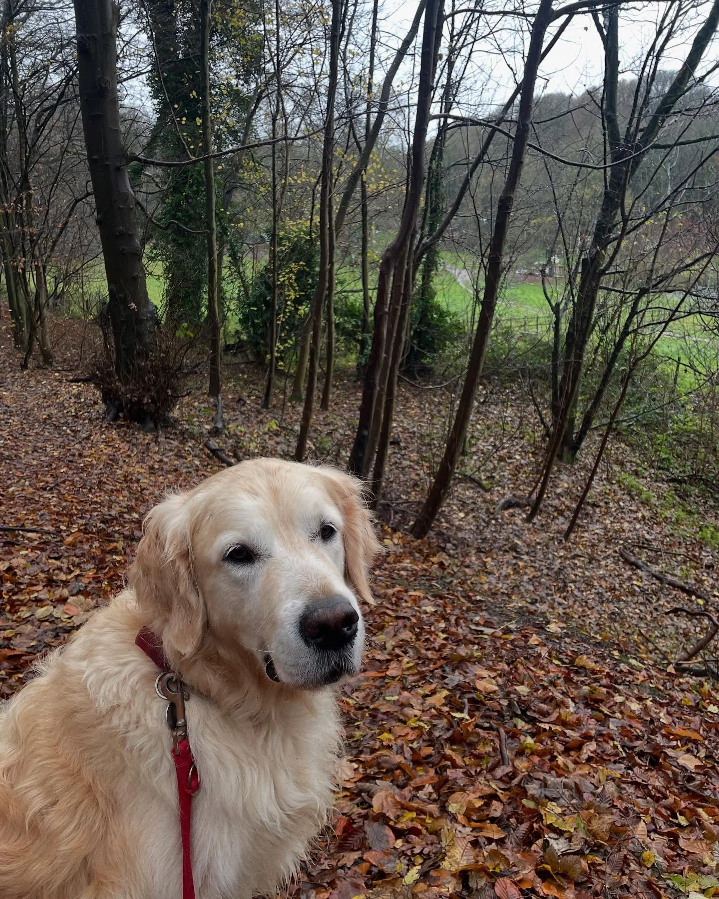 Another delightful walk with the charming Mason 🐾