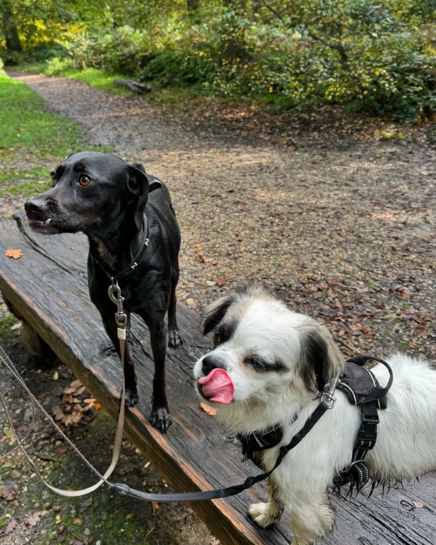 Beautiful autumn walk with these two lovely girls 🍂