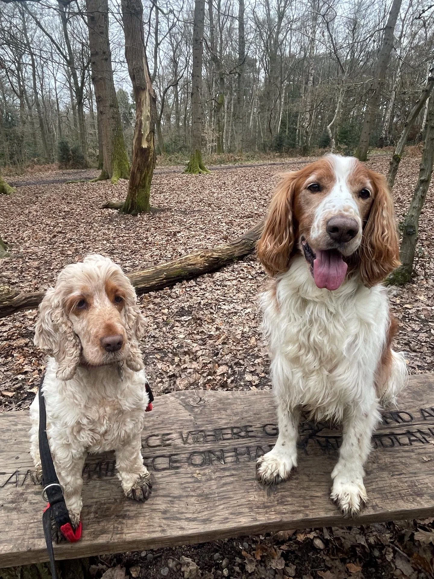 Woody and Lily 💖🐾