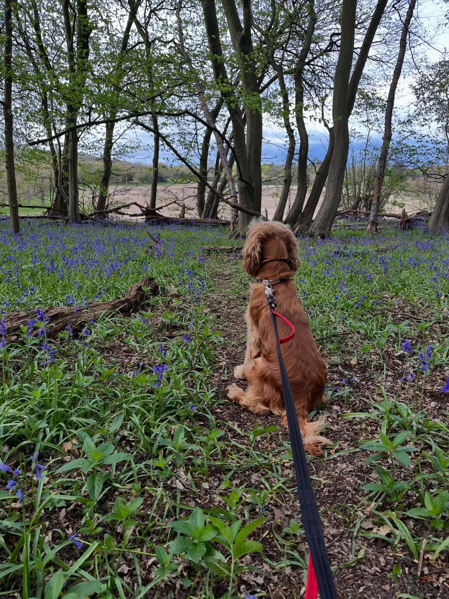 Admiring the beautiful bluebells with the beautiful Tilly 🪻