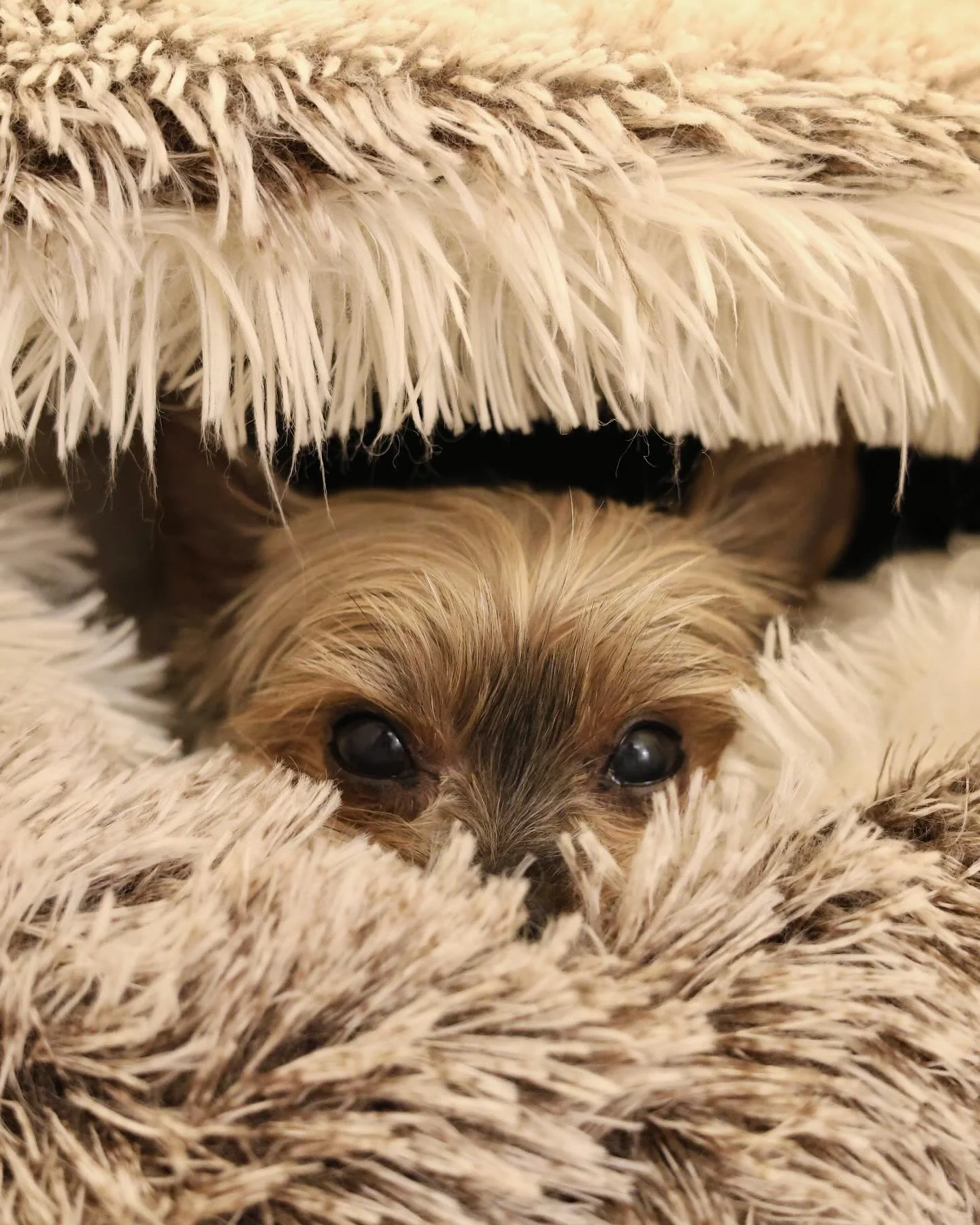 Beware of dog.

#canon #niftyfifty #canonr8