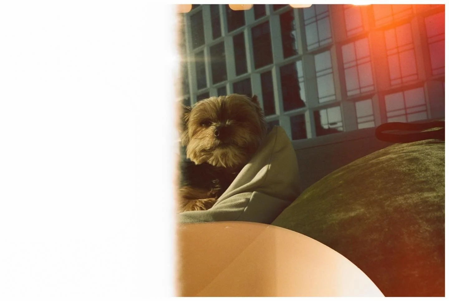 Couch portrait.

Fujifilm Tiara II | Kodak Portra 800

#kodakportra800 #fujifilmtiaraii #yorkie #dogsofinsta #analogphotography