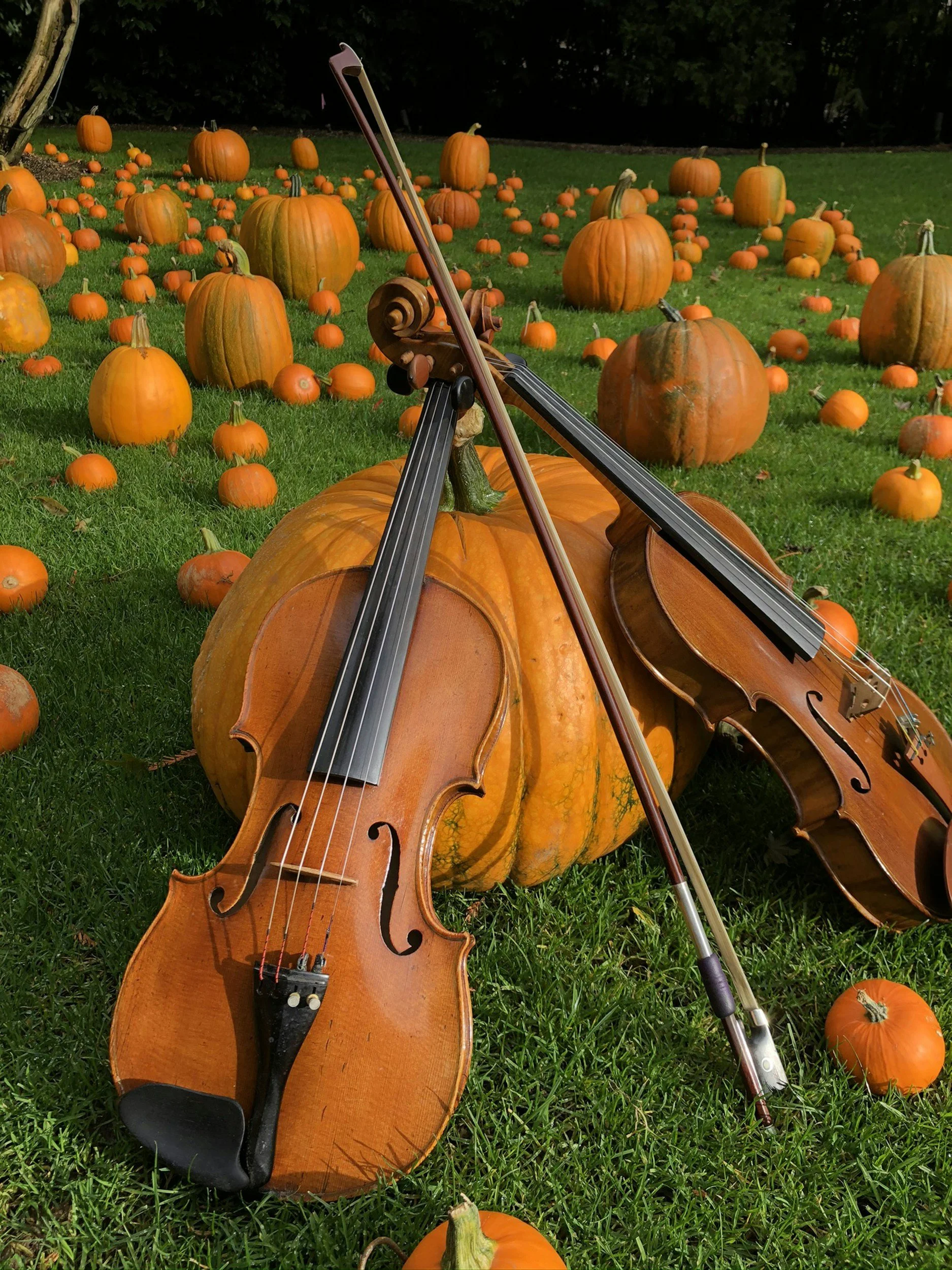 Fiddles & Foliage Festival