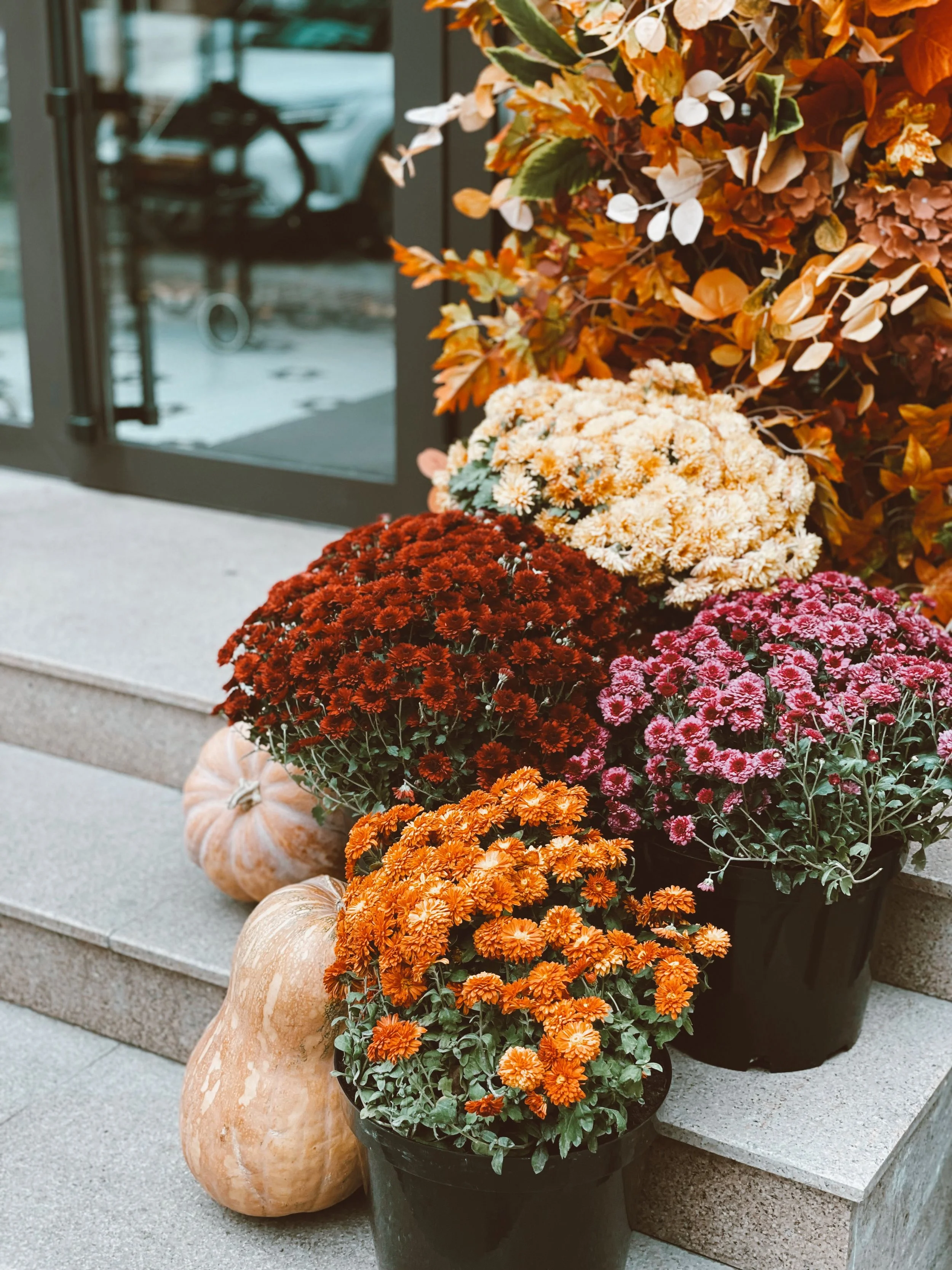 Mum Sale for Youth