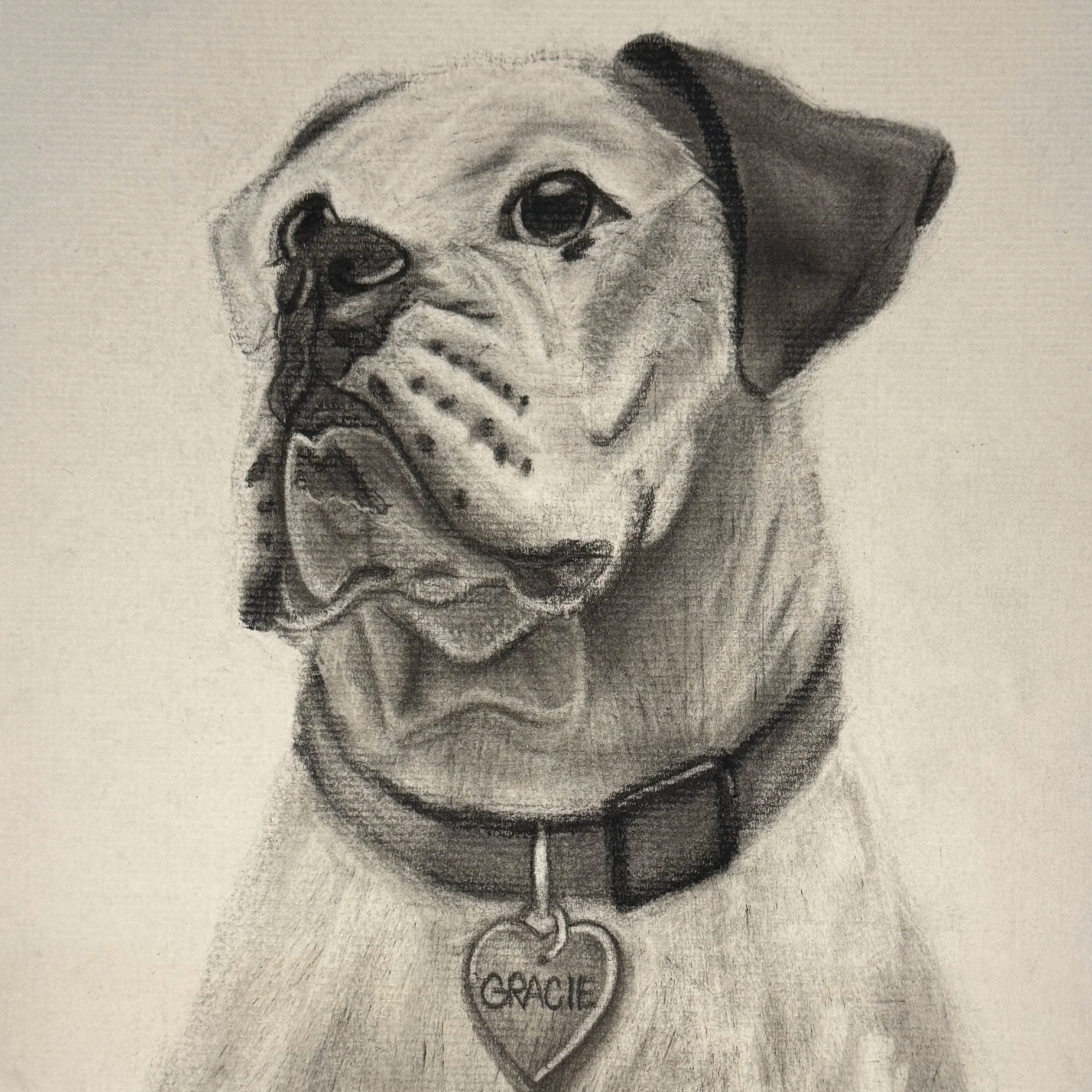 Pet Portraits