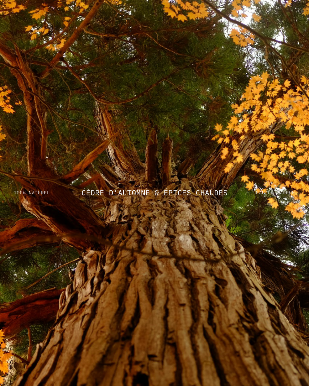 Présentation du parfum automne de l'identité visuelle de FLORAE réalisé par le studio de création lapousse.