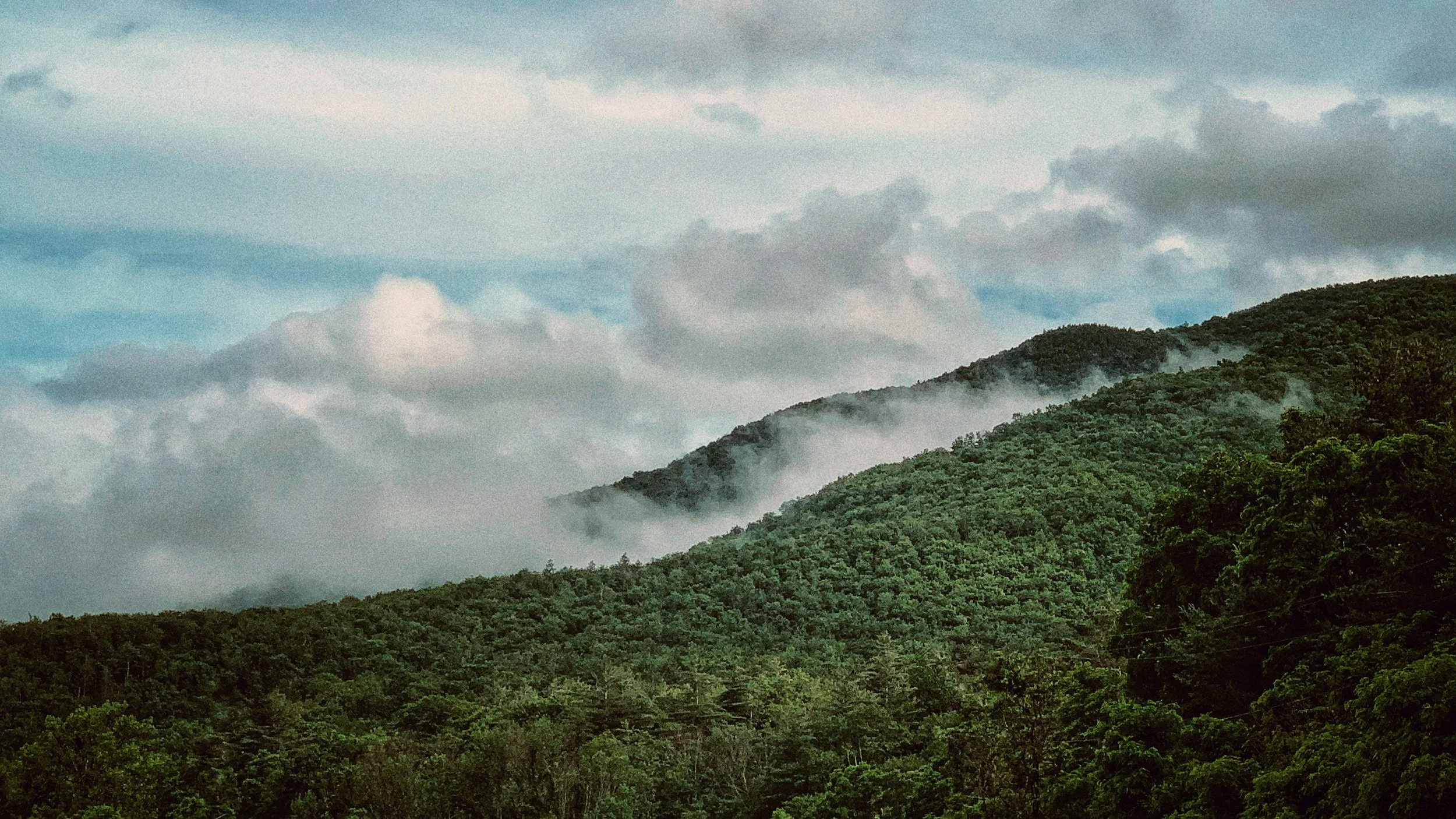 cloud+forest-Matthew-Clayton-Jones.jpg