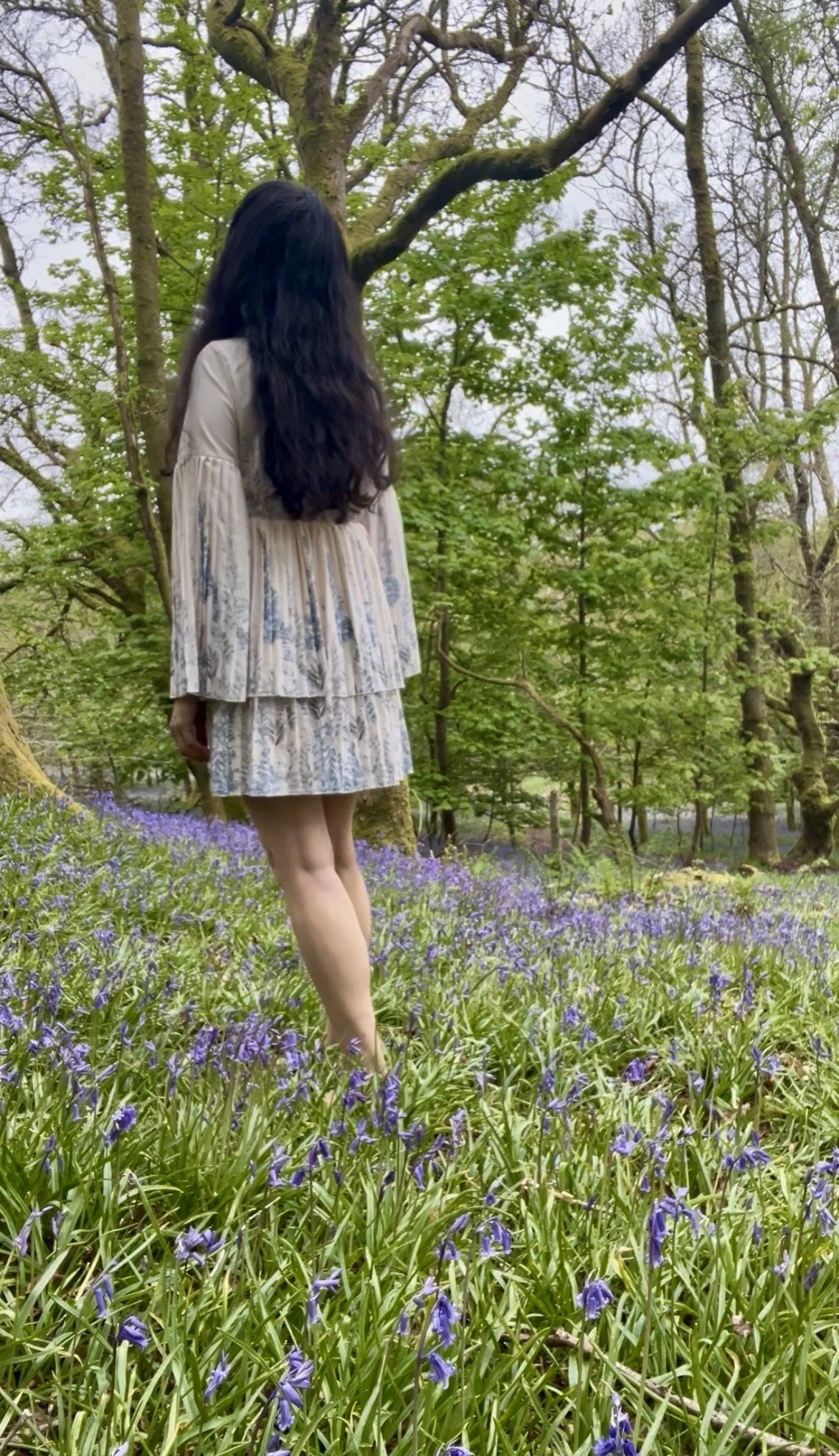 Where the Woods Begin to Change