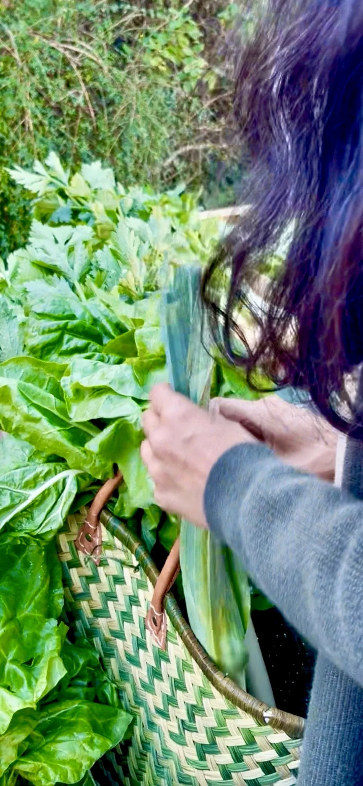SPRING CHARD WITH OLIVE OIL