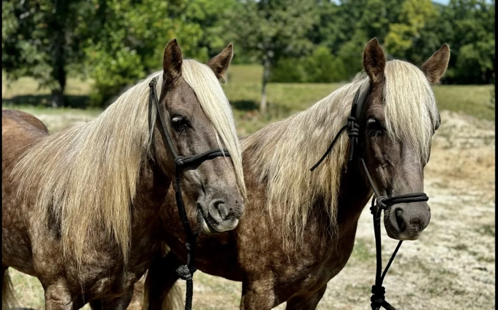 Arrayane Pony PonyTime Parties and Lessons