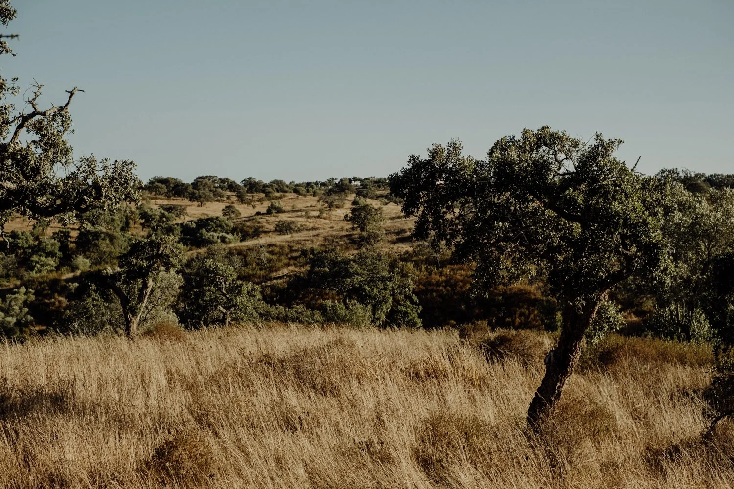 A landscape of rolling hills with dry grass and scattered trees under a clear blue sky.
