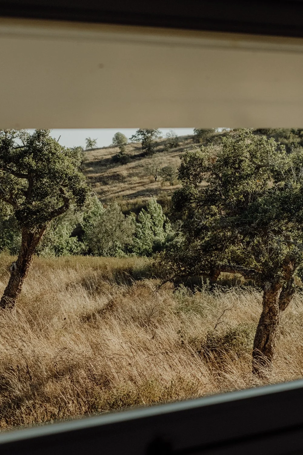 A landscape view of a hillside framed by a window or blind, showing dry grass, green trees, and a hilly background with more trees.