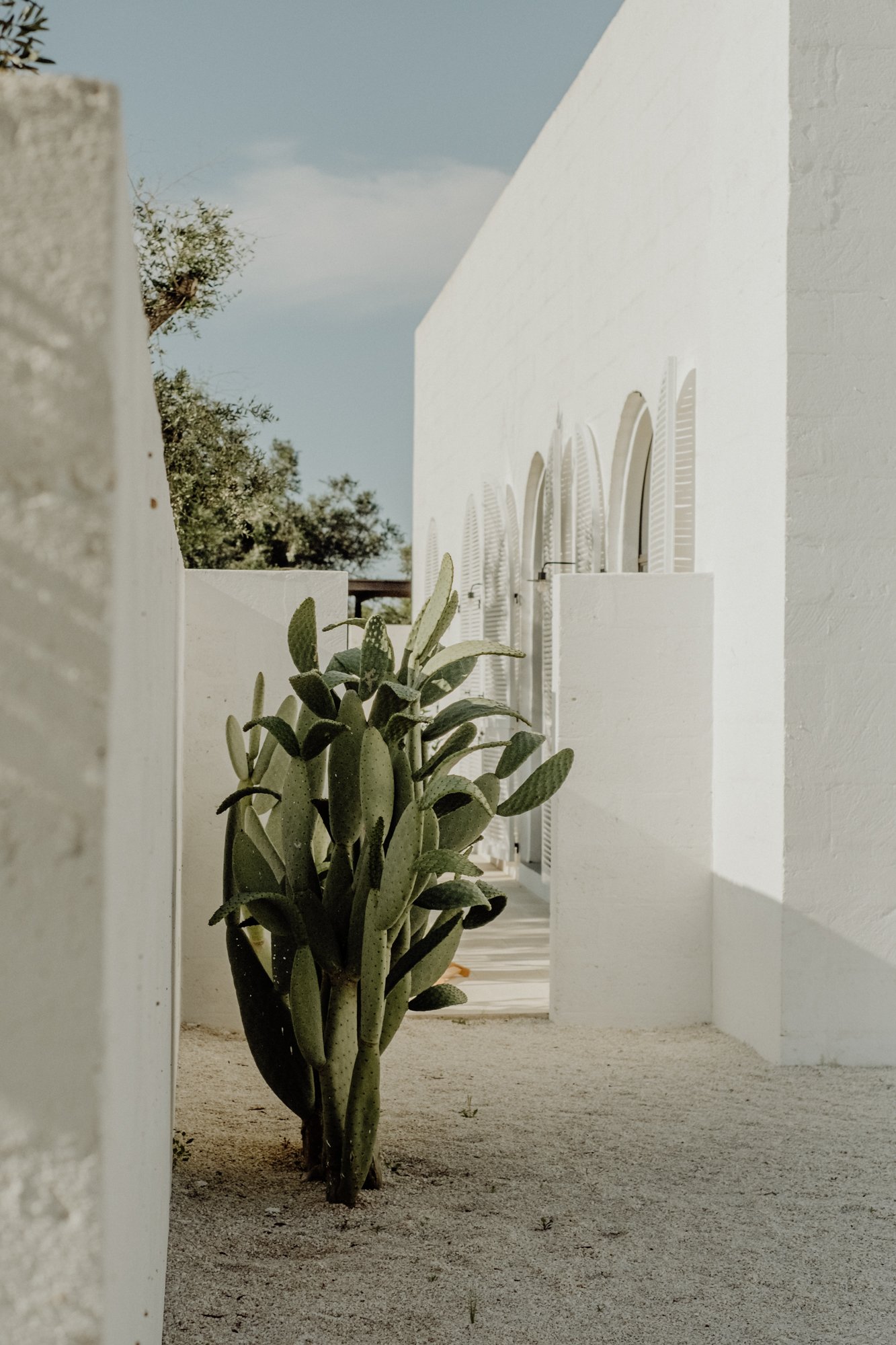A large cactus plant growing in sandy ground next to white walls and an arched door with white shutters, under a clear blue sky.