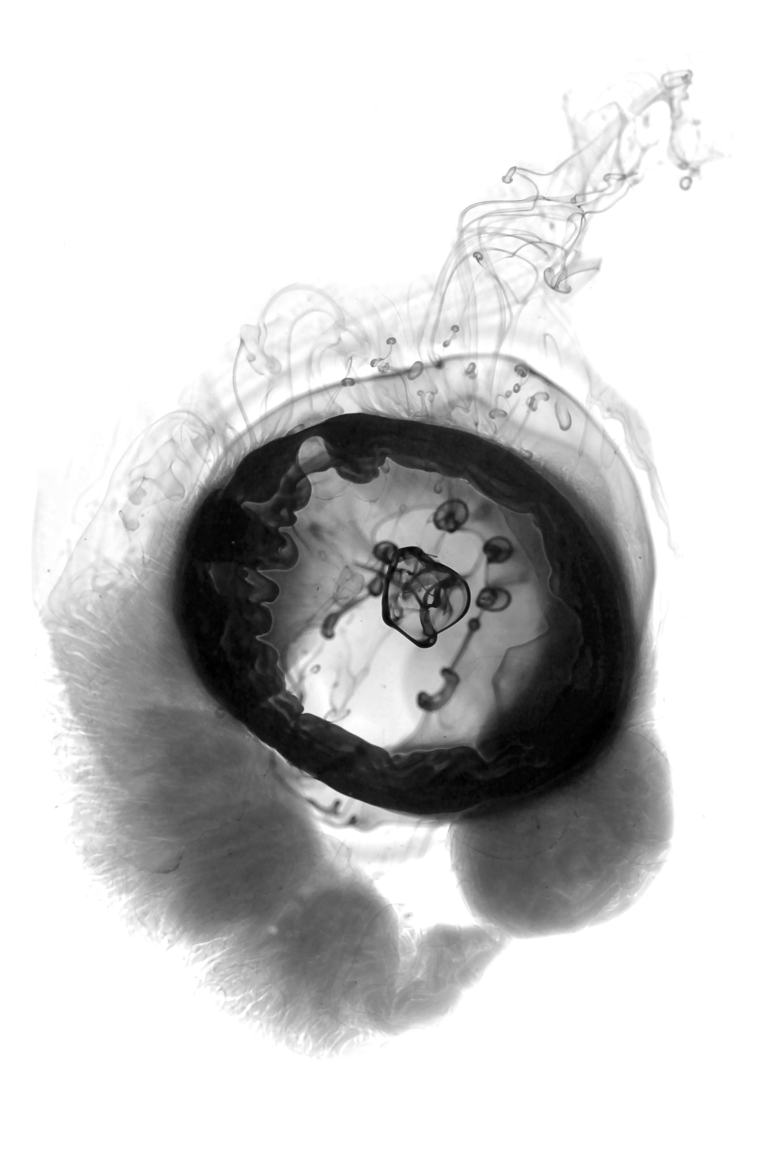 Hibernation - ©2025