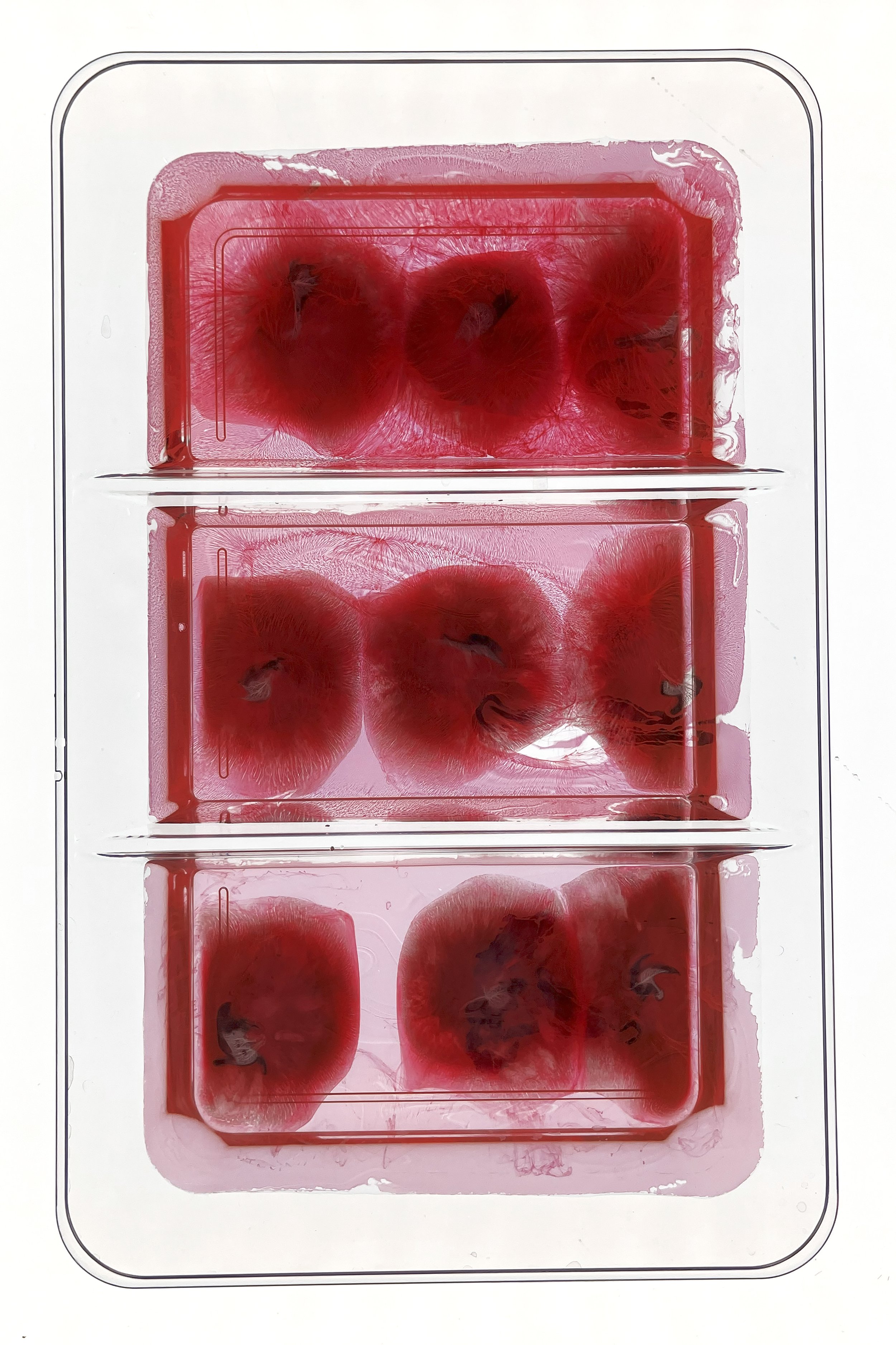 Red Blooded - ©2025