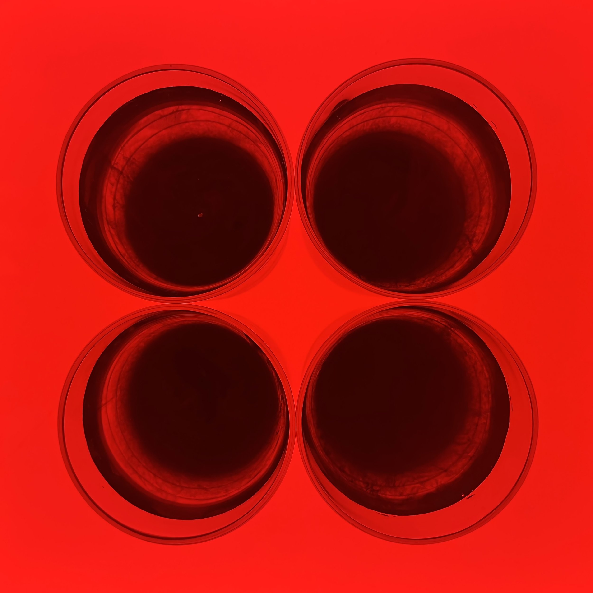 Four Red - ©2025