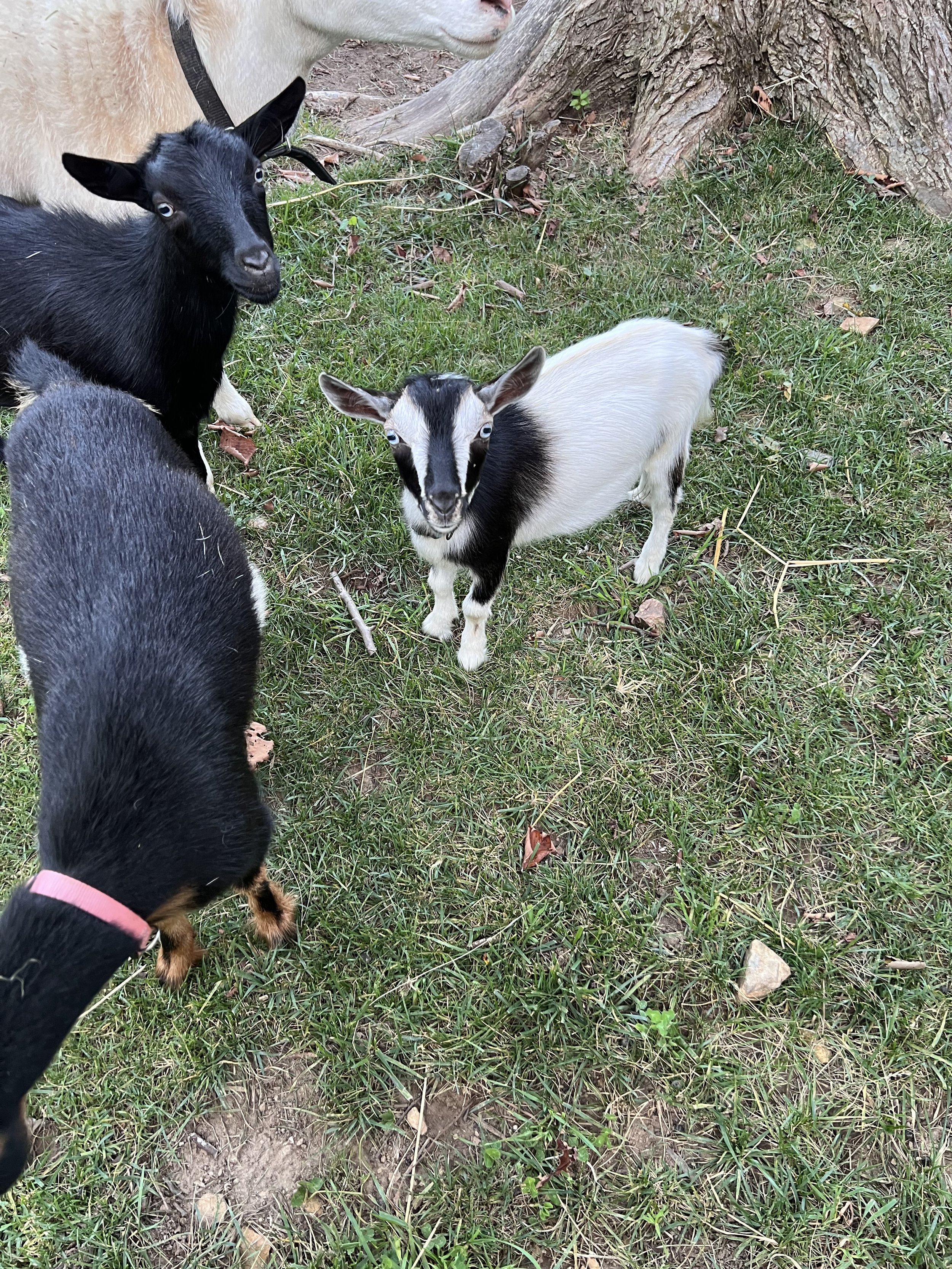Petting Zoo Party Mini- 2 hours