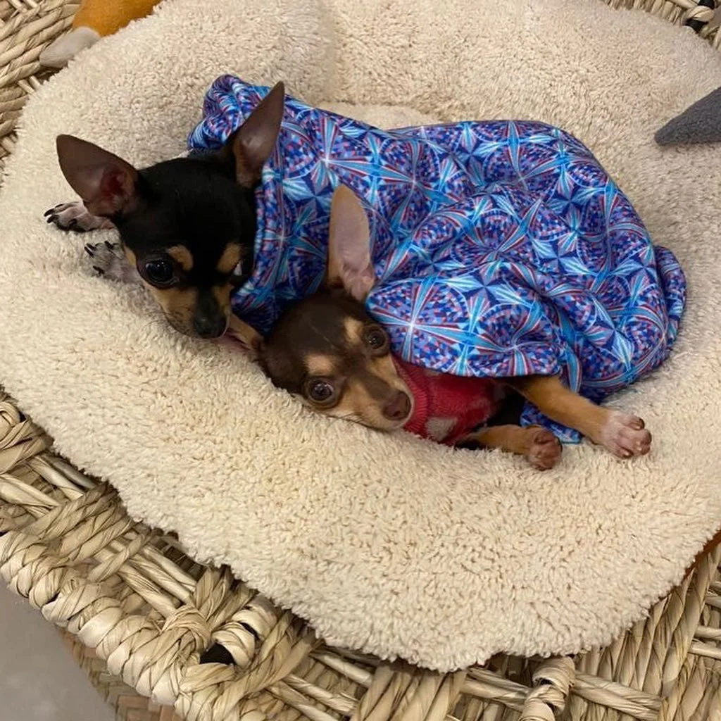 Cob&iacute;jalos con estilo 🤩🥰🐶

Encu&eacute;ntranos en @inclusivo.store en C&oacute;rdoba 51, Roma Norte, Cdmx

#cobija #cobijaparaperro #dog #doglover #dogofinstagram #comunidadsingular