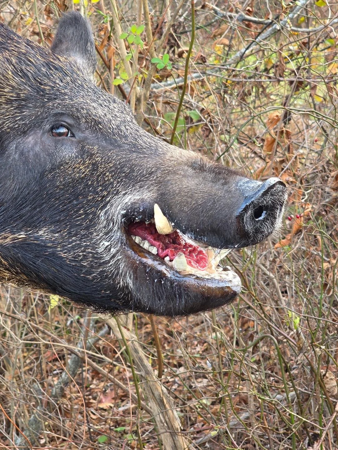 Wild Boar Pig  Brian Knight Taxidermy