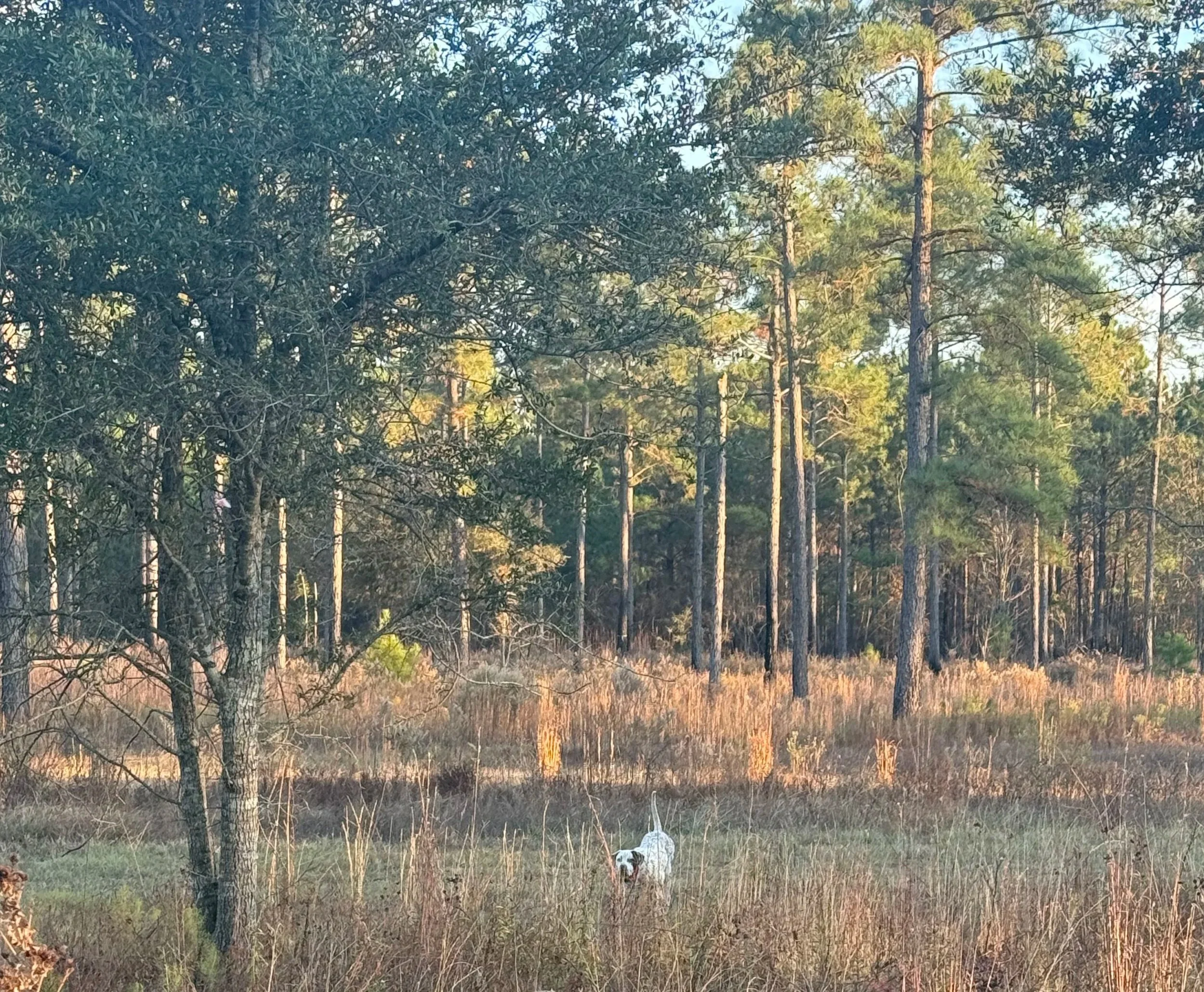 A dog with mostly white fur and some dark markings is walking through tall grass in a forested area during late afternoon or early evening.