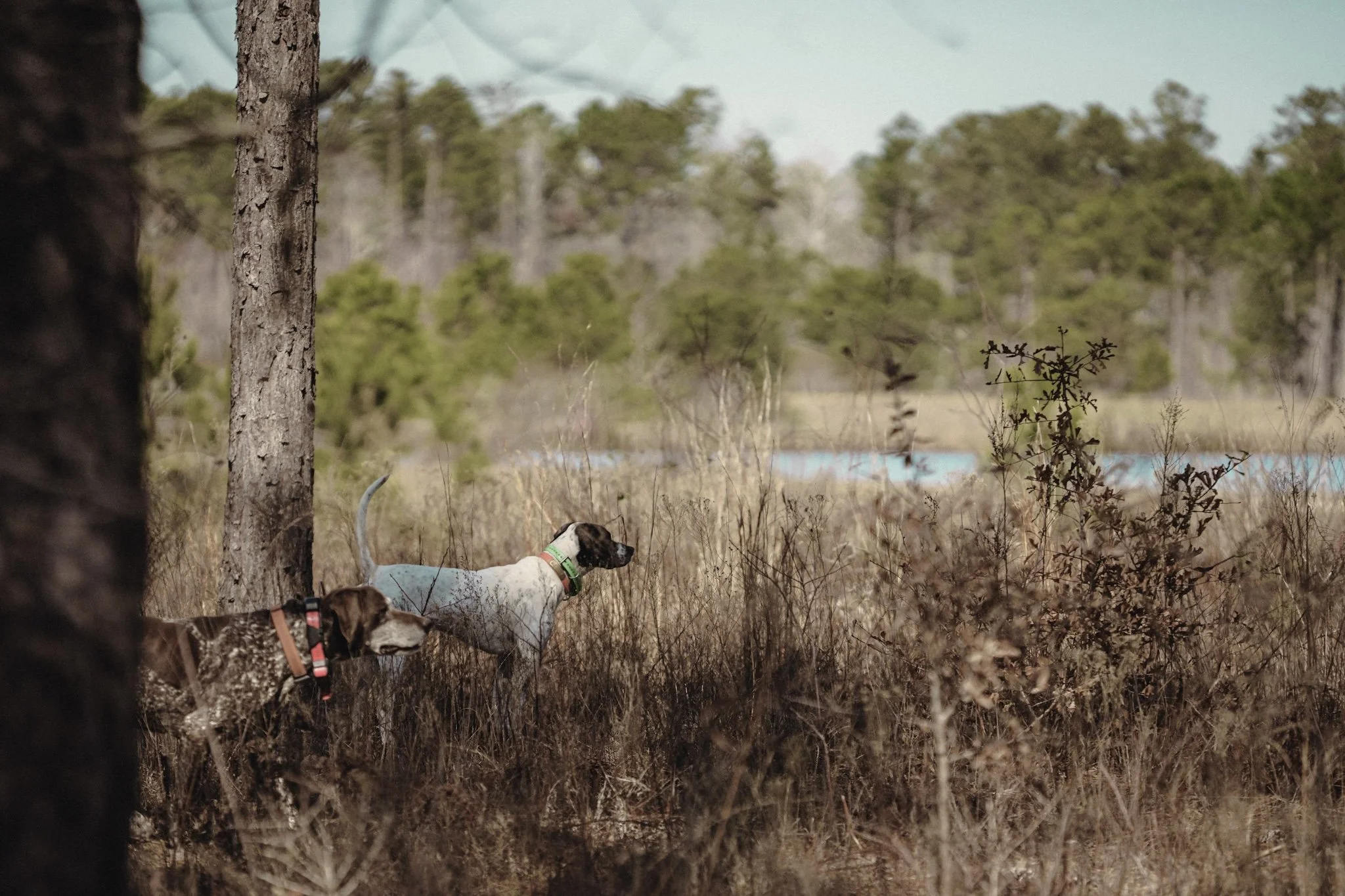 Photo inspiration: Picture Idea: Flat Creek Lodge Guided Quail Hunts Lodging
