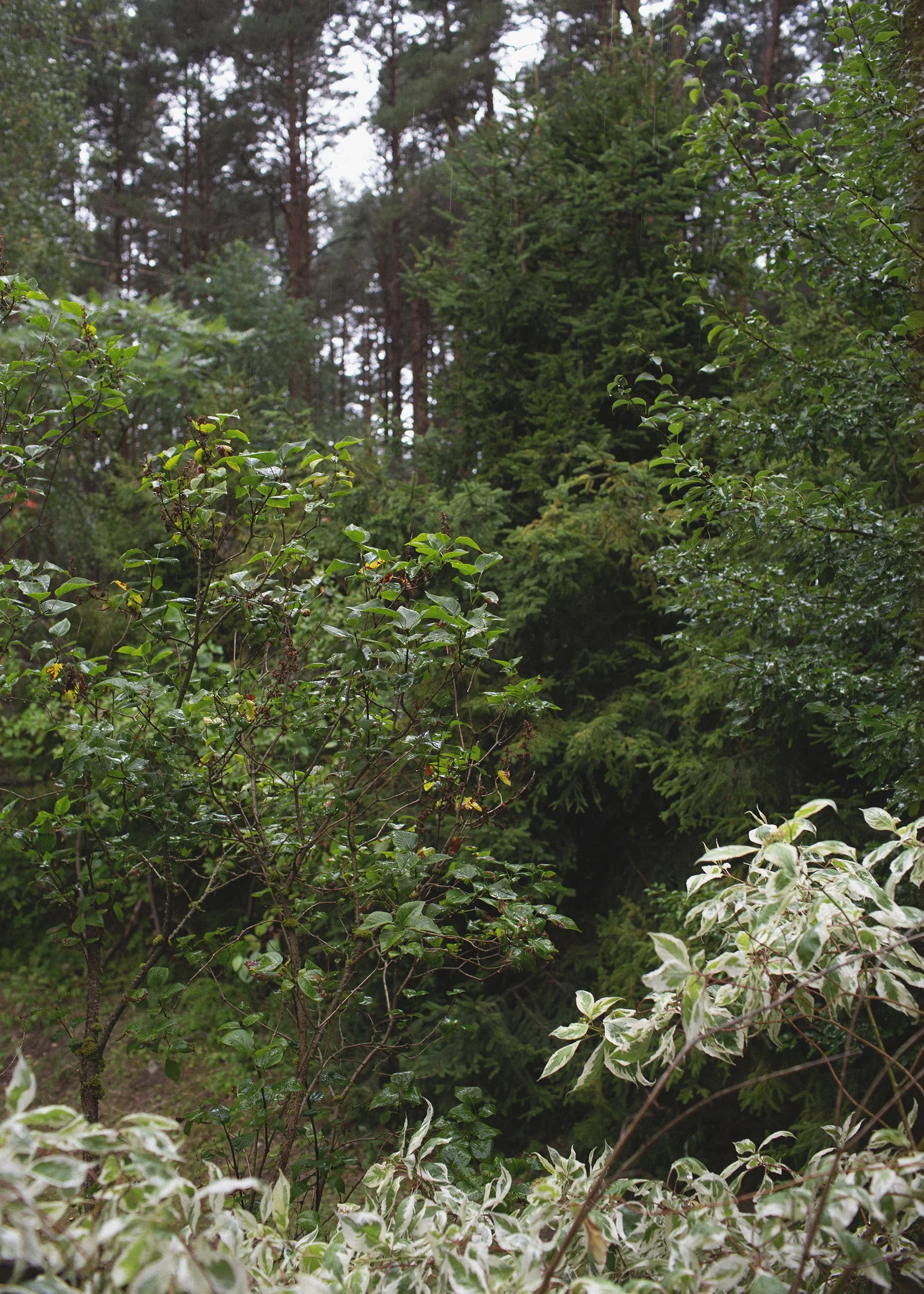 008A1659 zielono 15mb.jpg