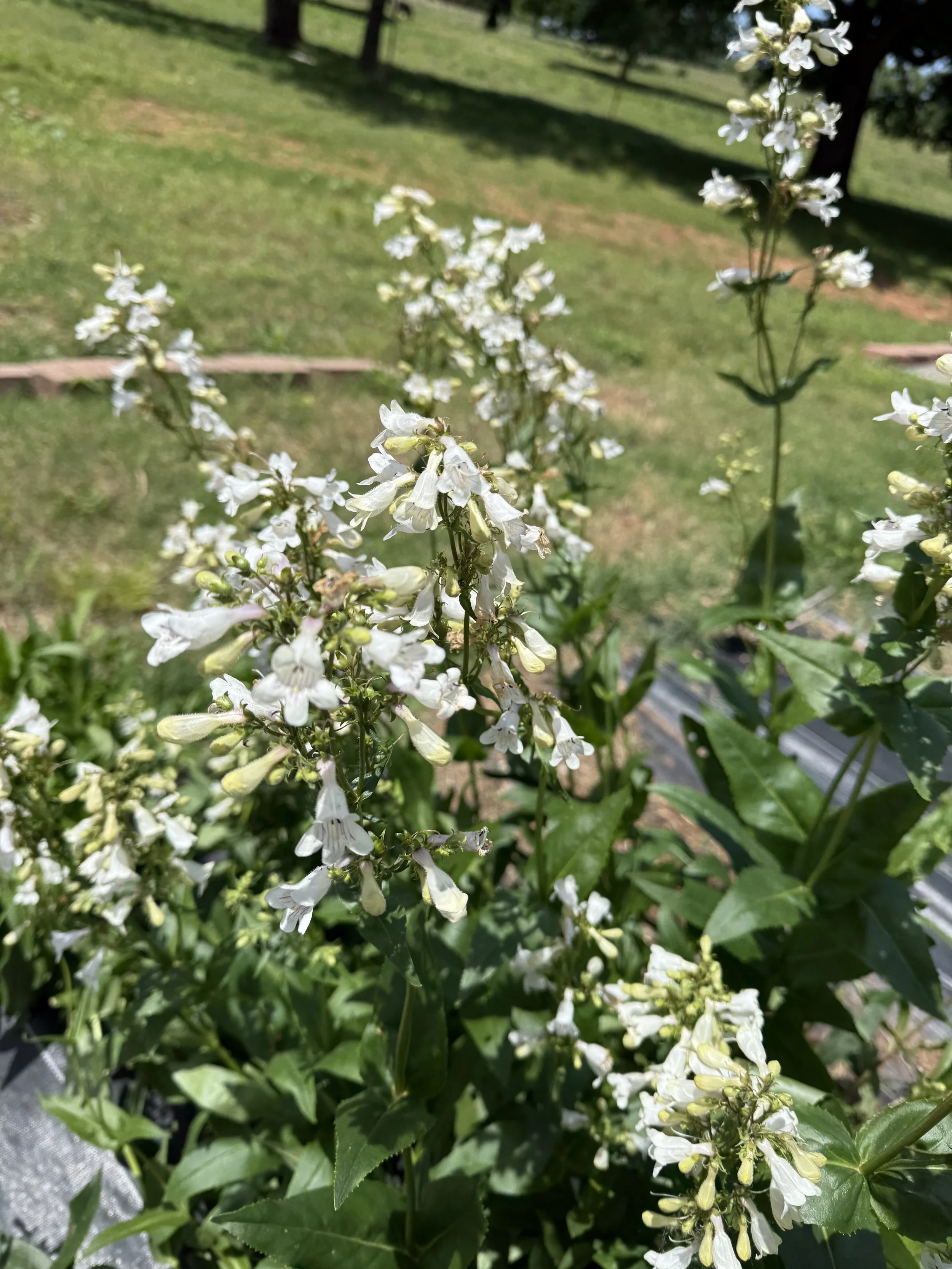 IMG_3212.jpeg