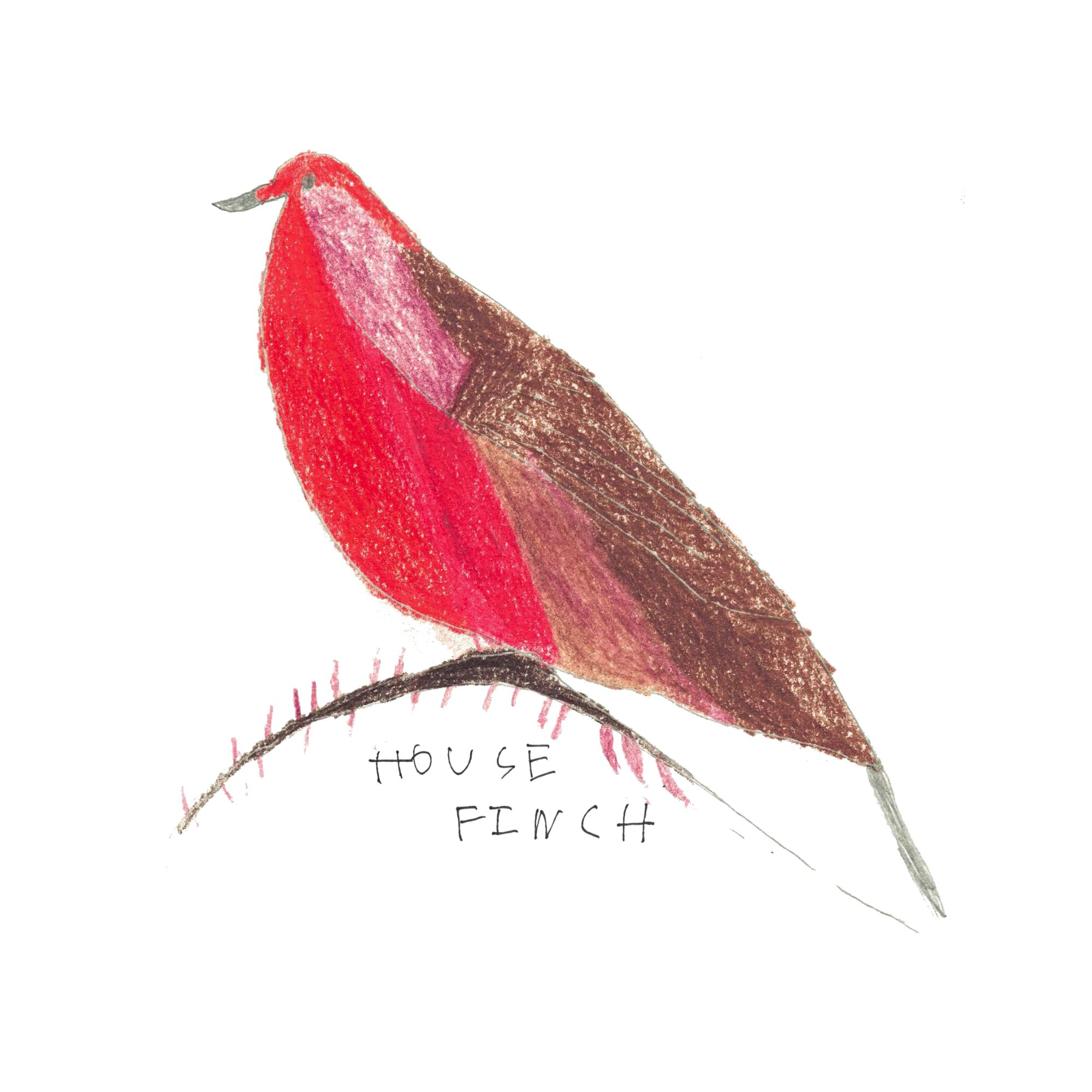 'House Finch' Sticker